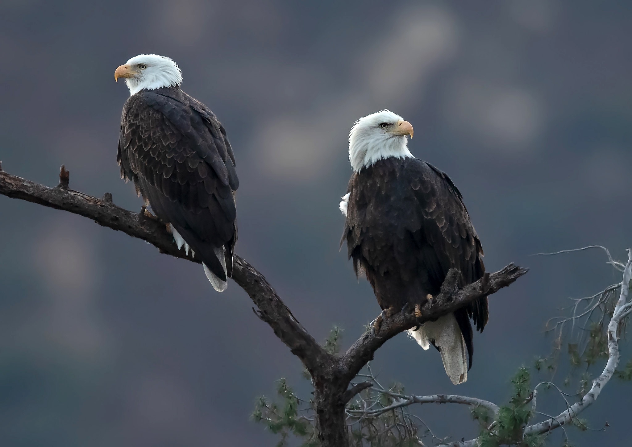 Download mobile wallpaper Birds, Bird, Animal, Bald Eagle, Bird Of Prey for free.