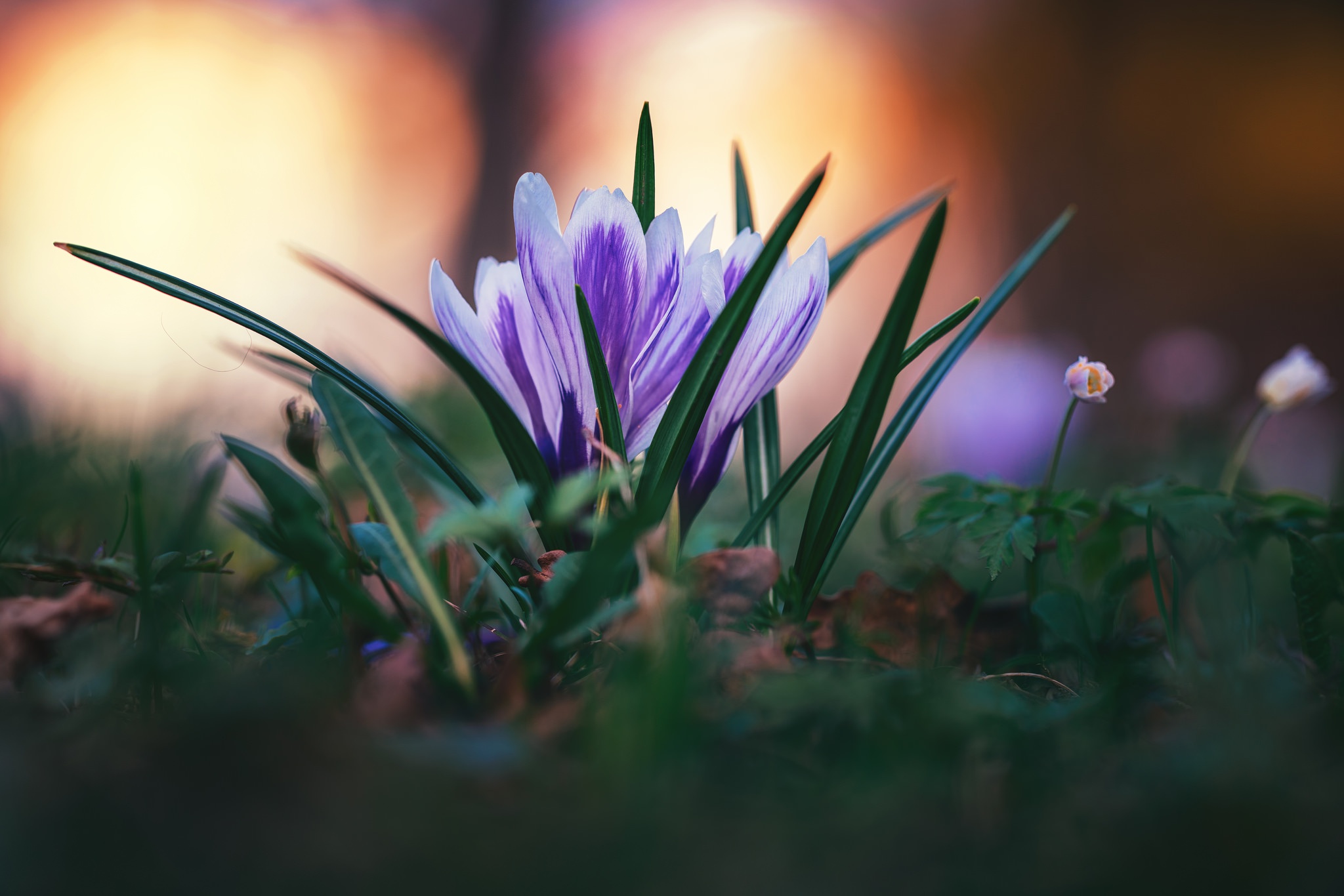 Free download wallpaper Nature, Flowers, Flower, Earth, Crocus on your PC desktop