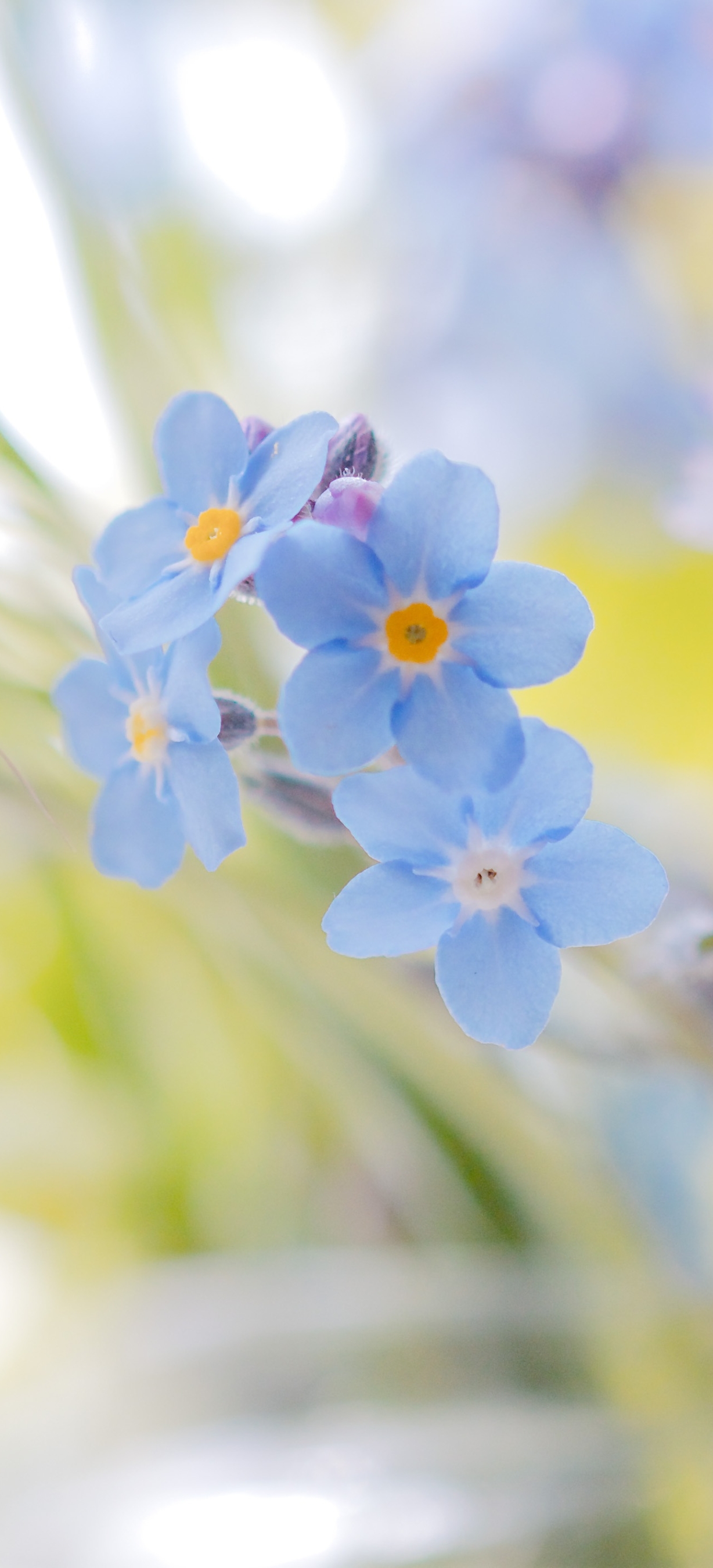 Descarga gratuita de fondo de pantalla para móvil de Flores, Nomeolvides, Tierra/naturaleza, Flor Azul.