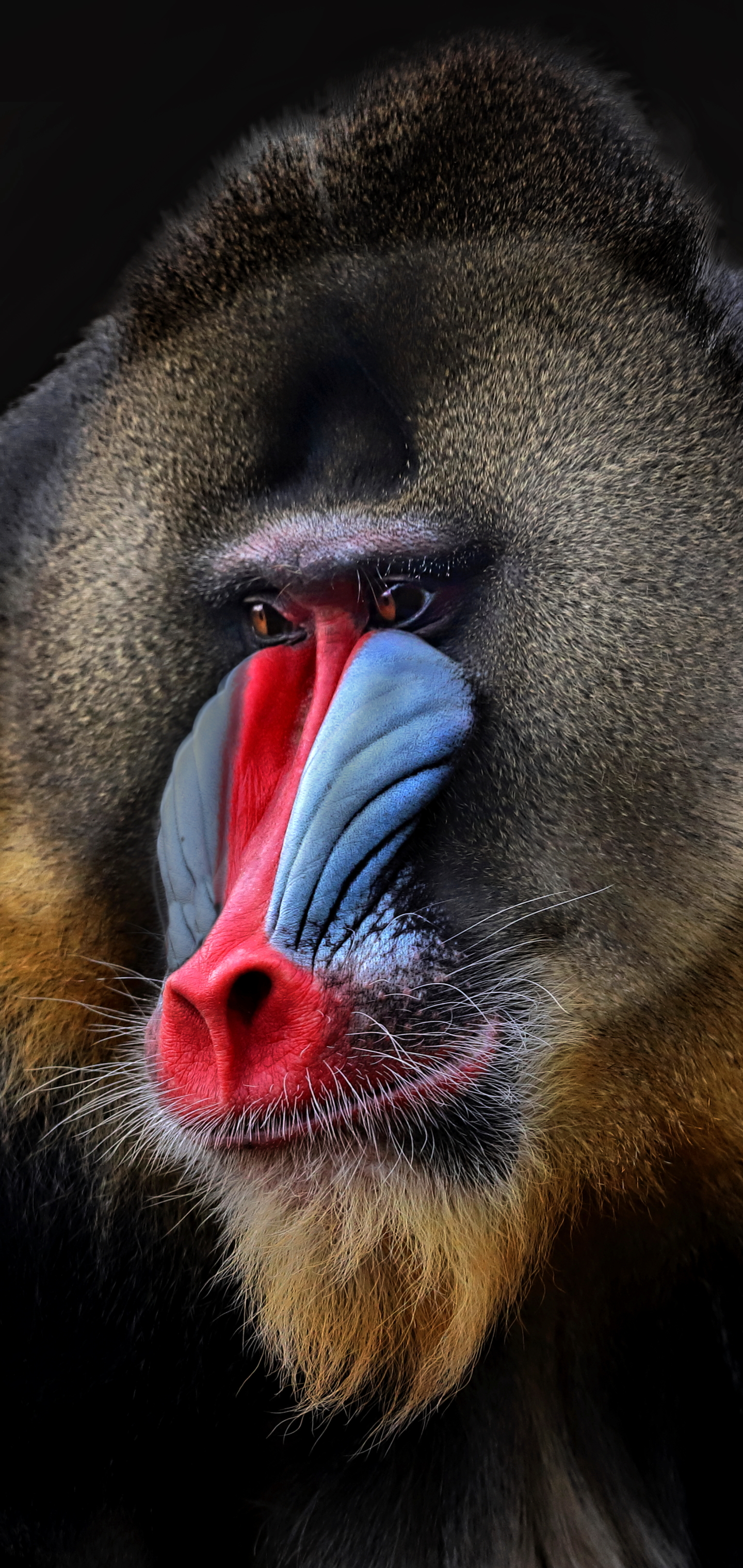 1166036 descargar imagen mandril, animales, cara, mono, monos: fondos de pantalla y protectores de pantalla gratis