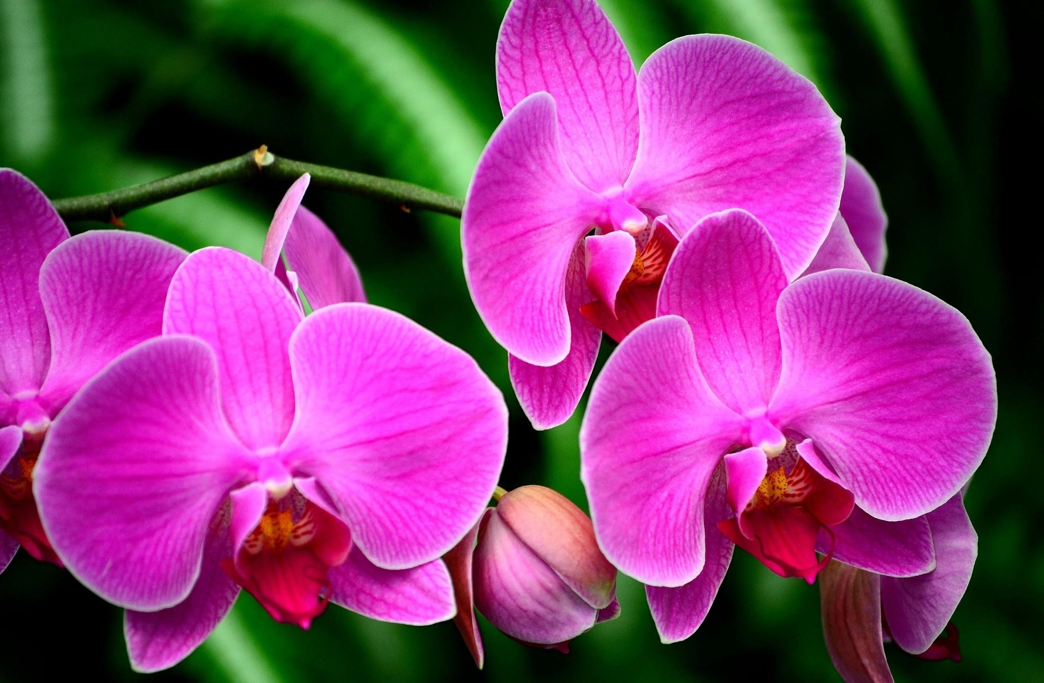 121245 скачать обои орхидея, экзотика, цветок, ветка, цветы - заставки и картинки бесплатно
