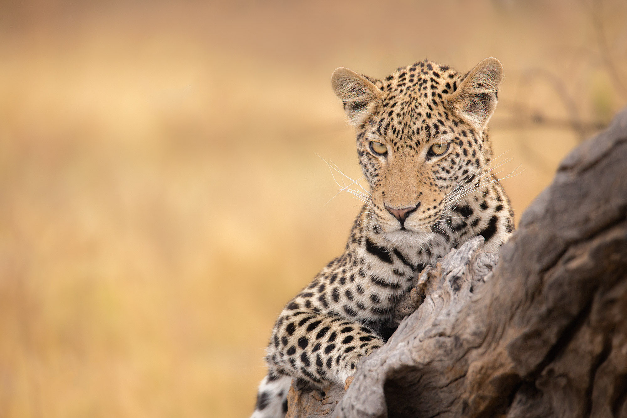 Download mobile wallpaper Cats, Leopard, Animal for free.