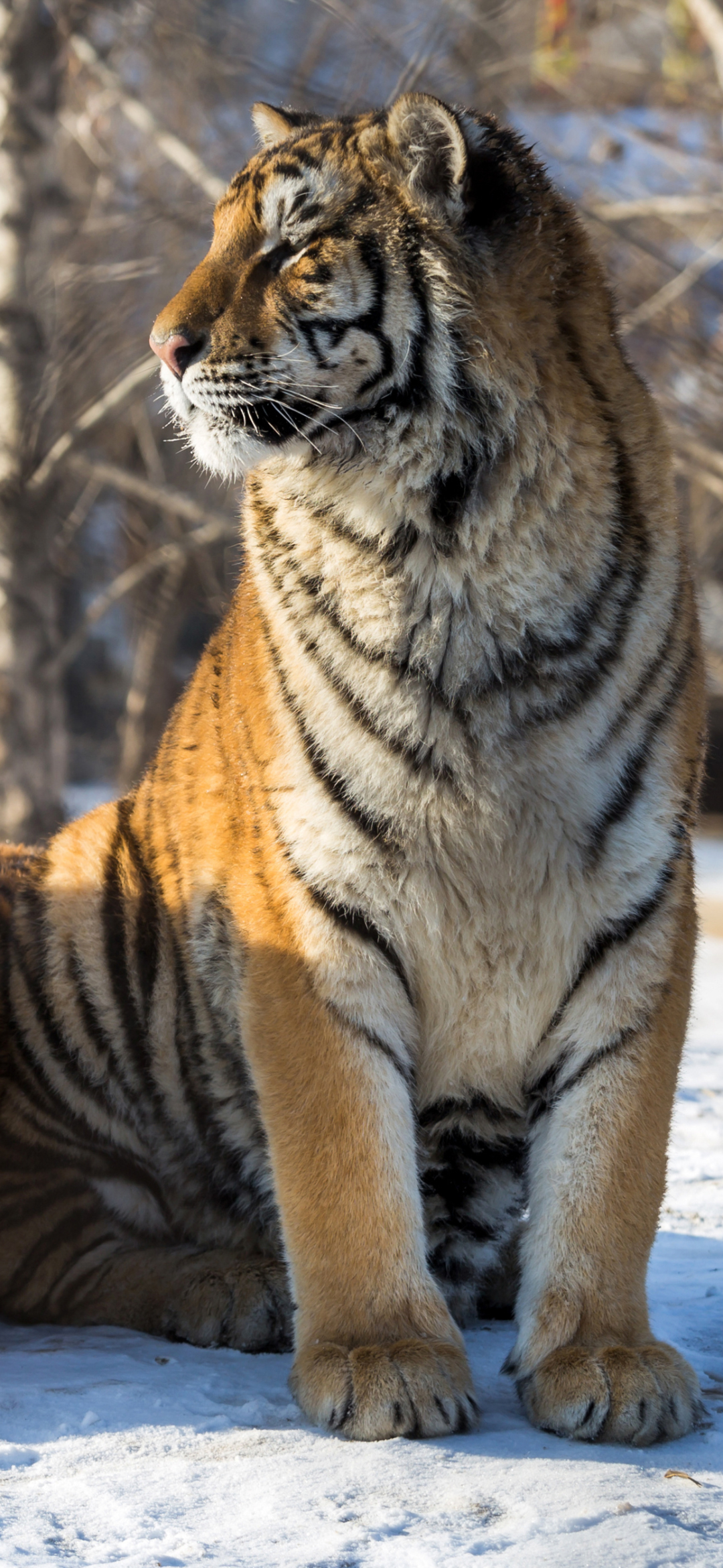 Baixar papel de parede para celular de Animais, Gatos, Tigre gratuito.