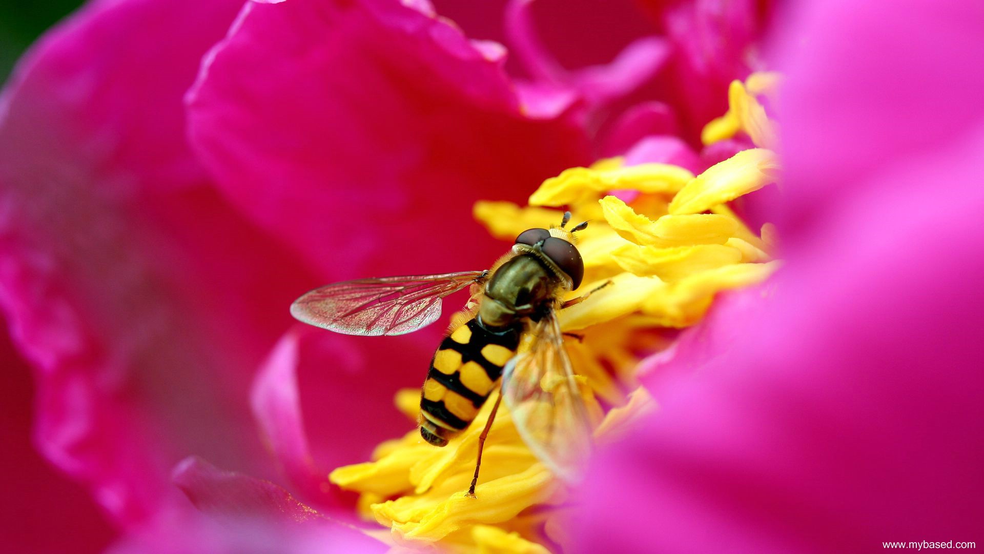 618835 baixar papel de parede animais, moscas das flores, abelha - protetores de tela e imagens gratuitamente