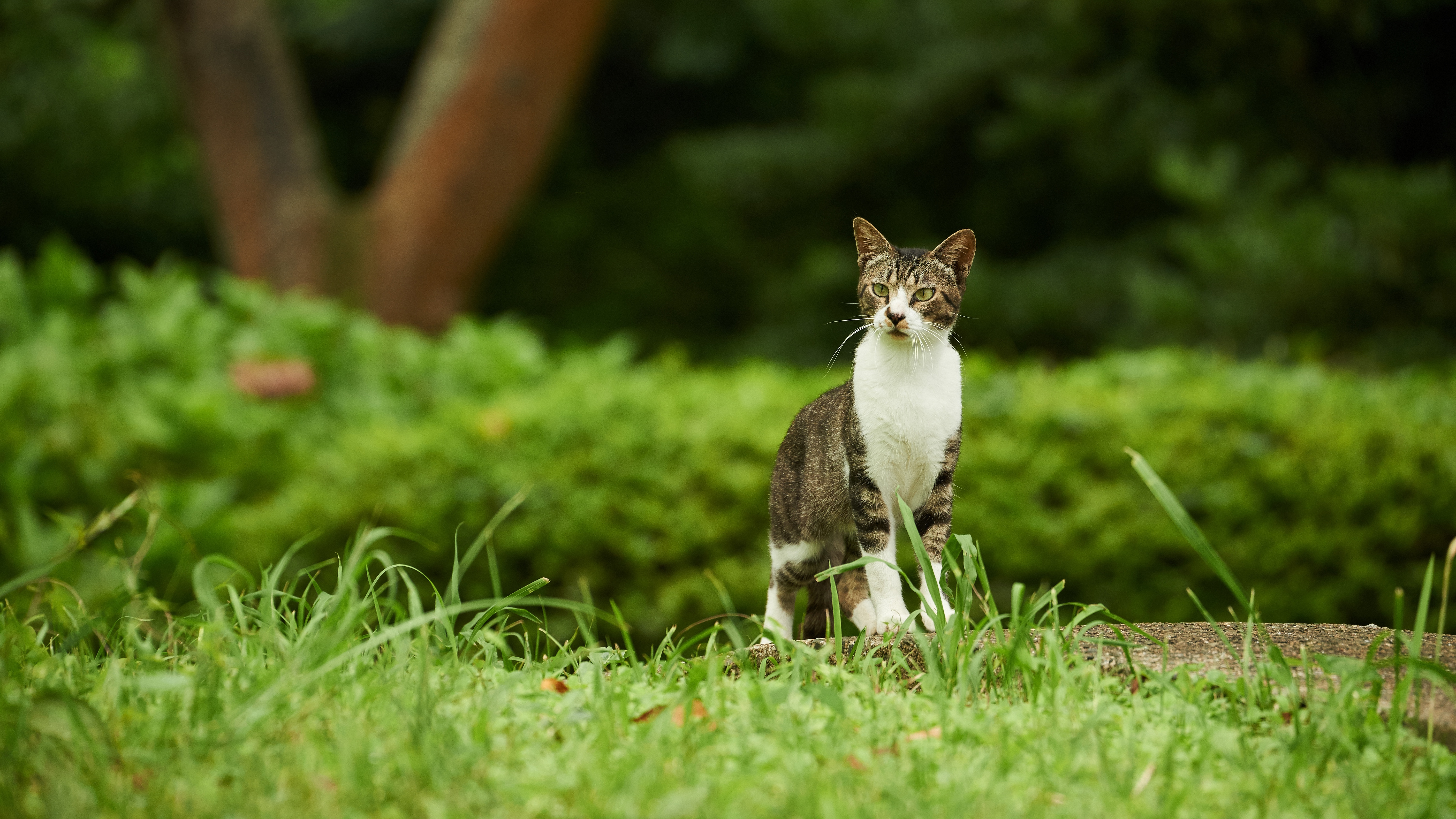 PCデスクトップに動物, ネコ, 猫画像を無料でダウンロード