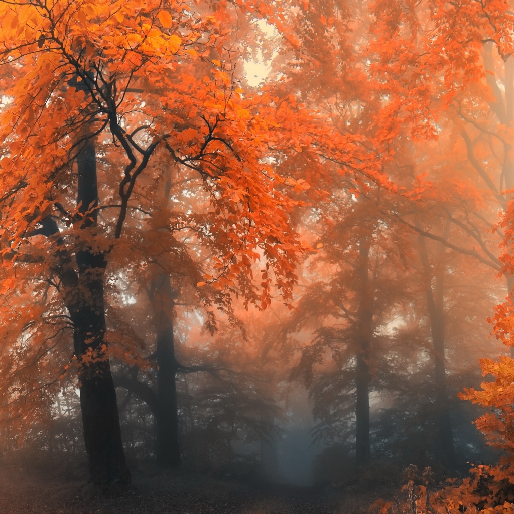 Download mobile wallpaper Forest, Tree, Fog, Fall, Earth, Orange (Color) for free.