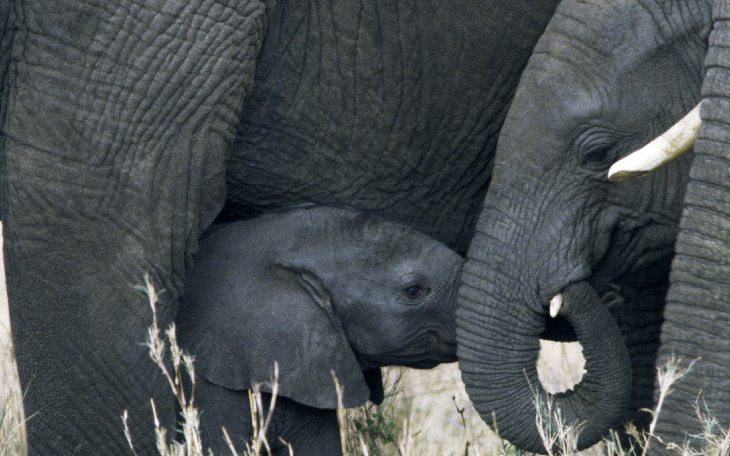 Baixe gratuitamente a imagem Animais, Elefantes, Elefante Da Savana na área de trabalho do seu PC