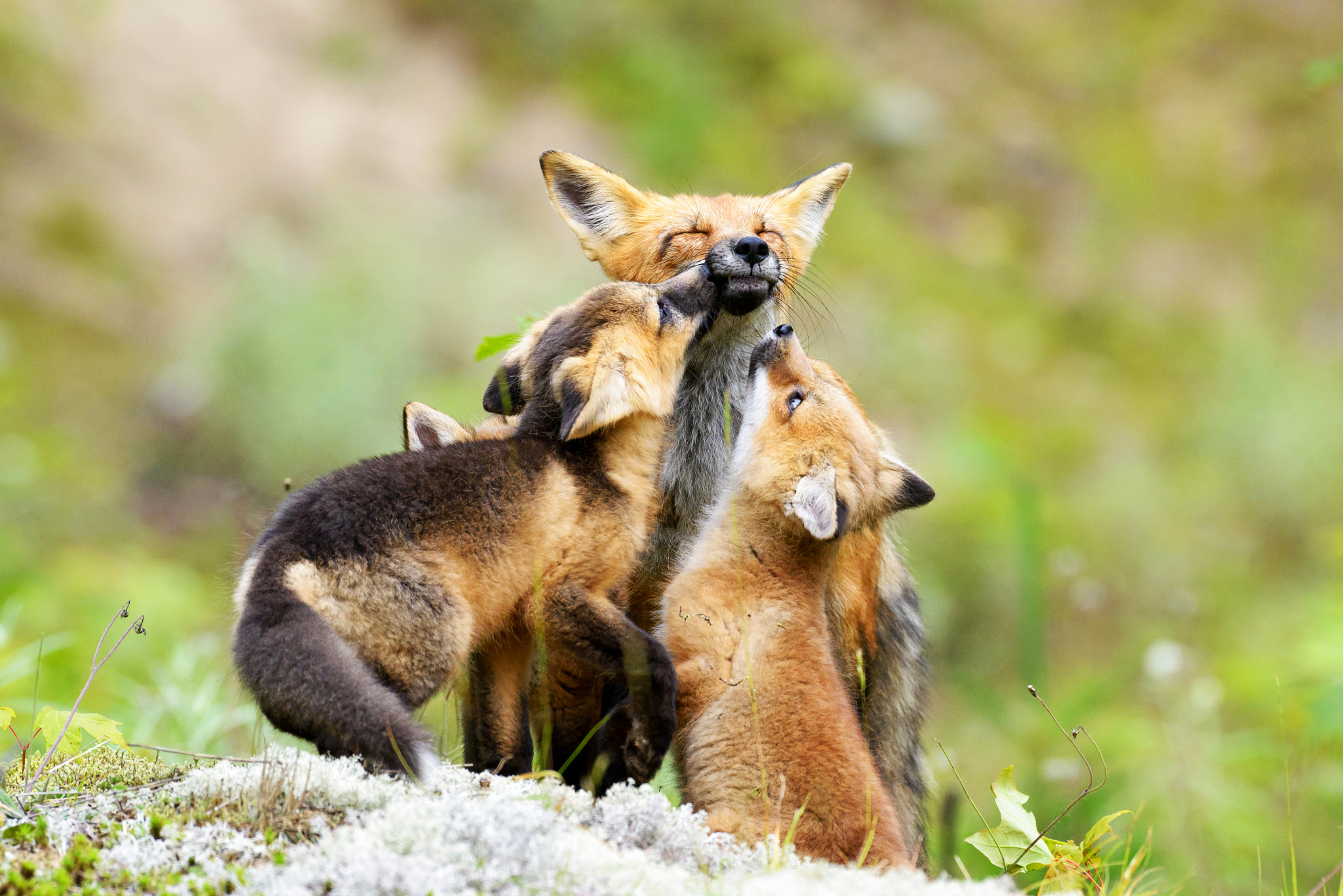 Download mobile wallpaper Fox, Animal, Baby Animal for free.
