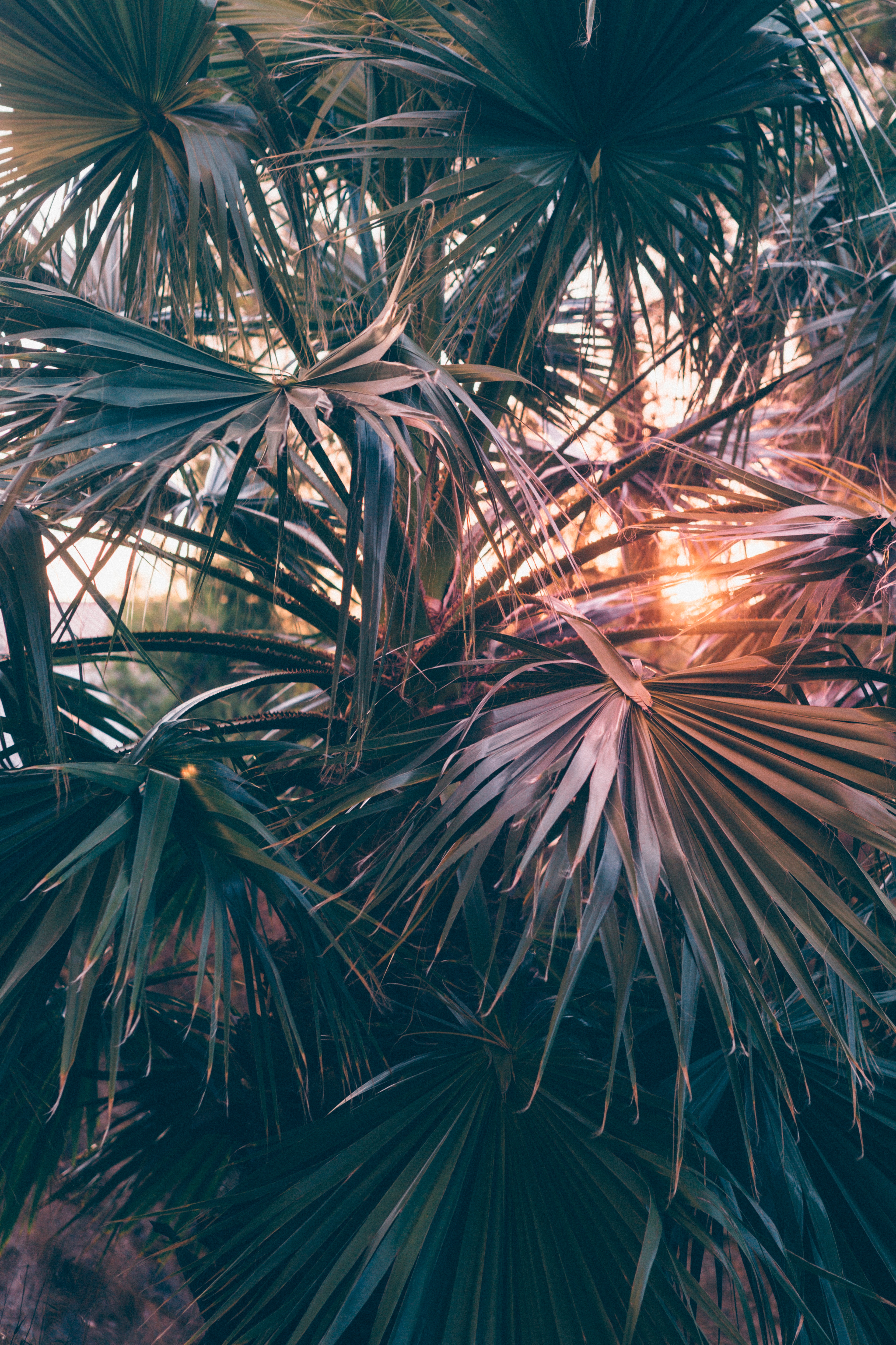 Download mobile wallpaper Branches, Beams, Rays, Sunlight, Nature, Leaves, Palms for free.