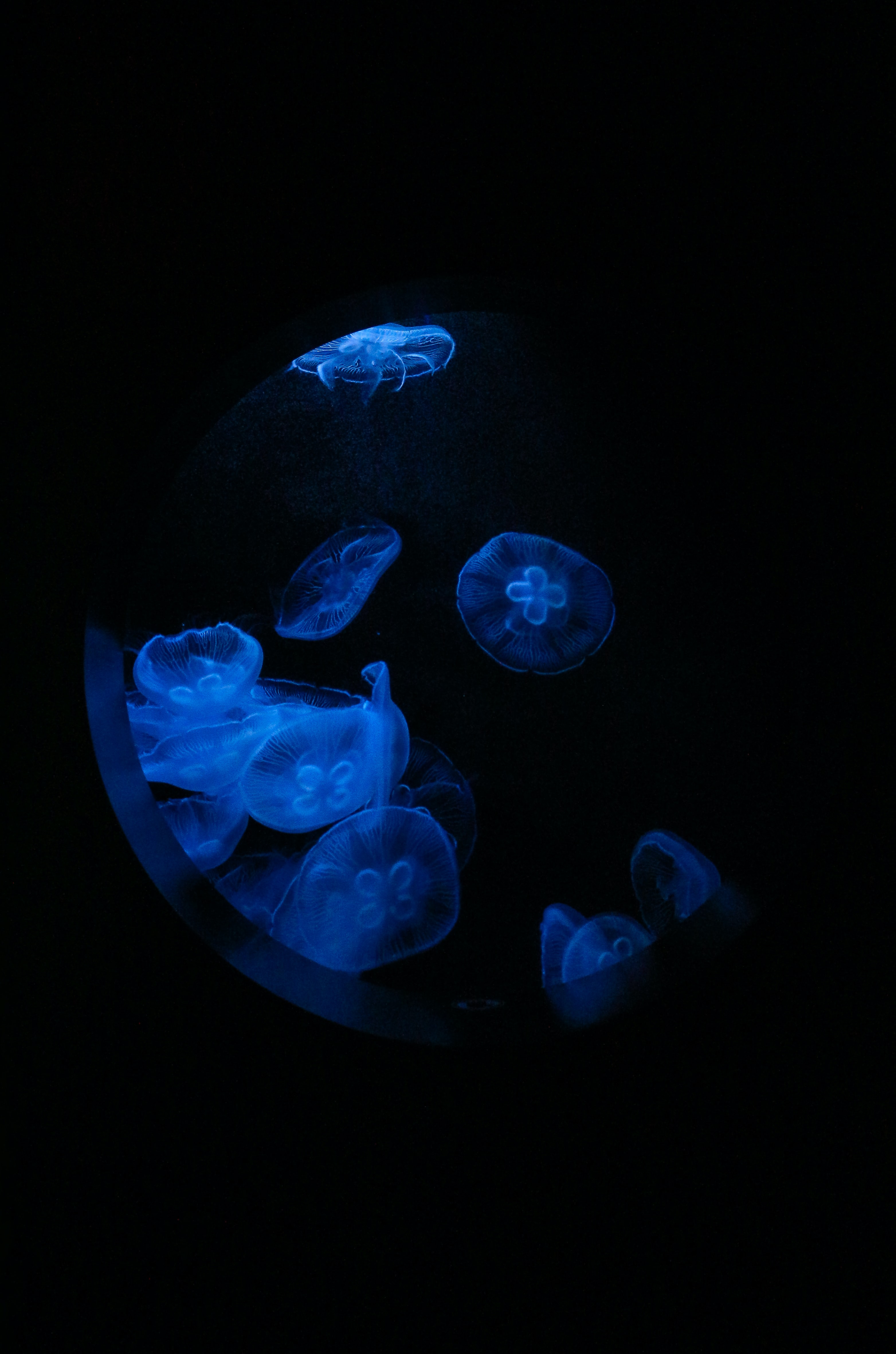water, jellyfish, under water, animals, blue, macro, glow, porthole, underwater