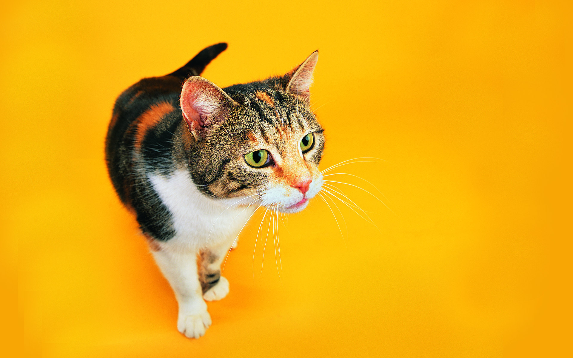 Baixe gratuitamente a imagem Gato, Gatos, Animais na área de trabalho do seu PC