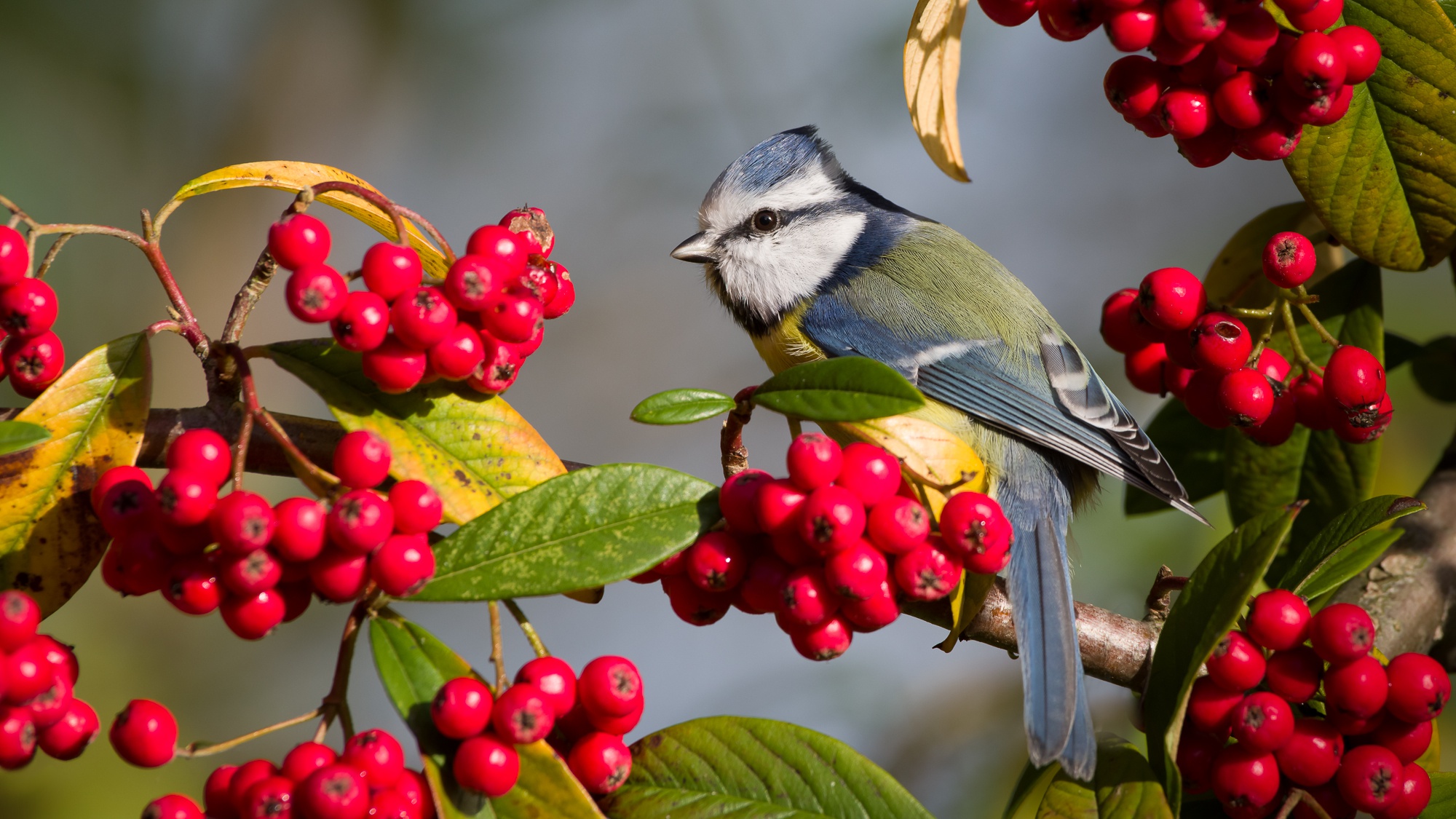 Free download wallpaper Birds, Bird, Berry, Animal, Titmouse, Passerine on your PC desktop