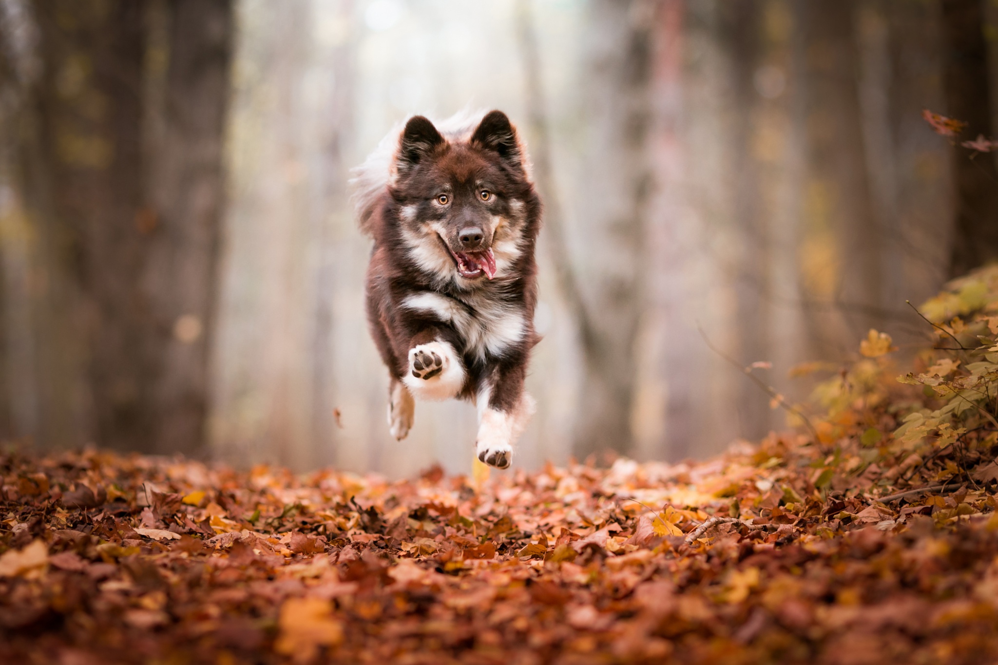 Download mobile wallpaper Dogs, Dog, Fall, Animal, Husky, Baby Animal, Depth Of Field for free.