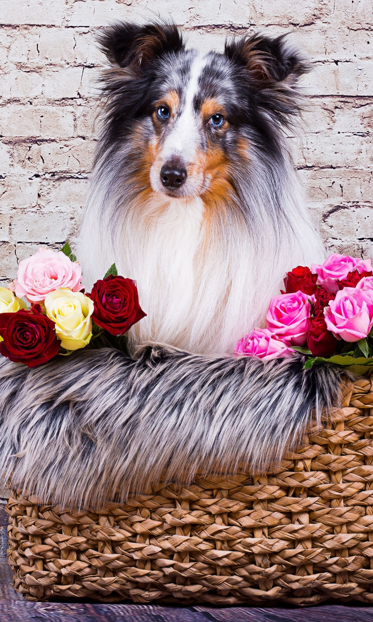 Download mobile wallpaper Dogs, Dog, Animal, Shetland Sheepdog, Stuffed Animal for free.