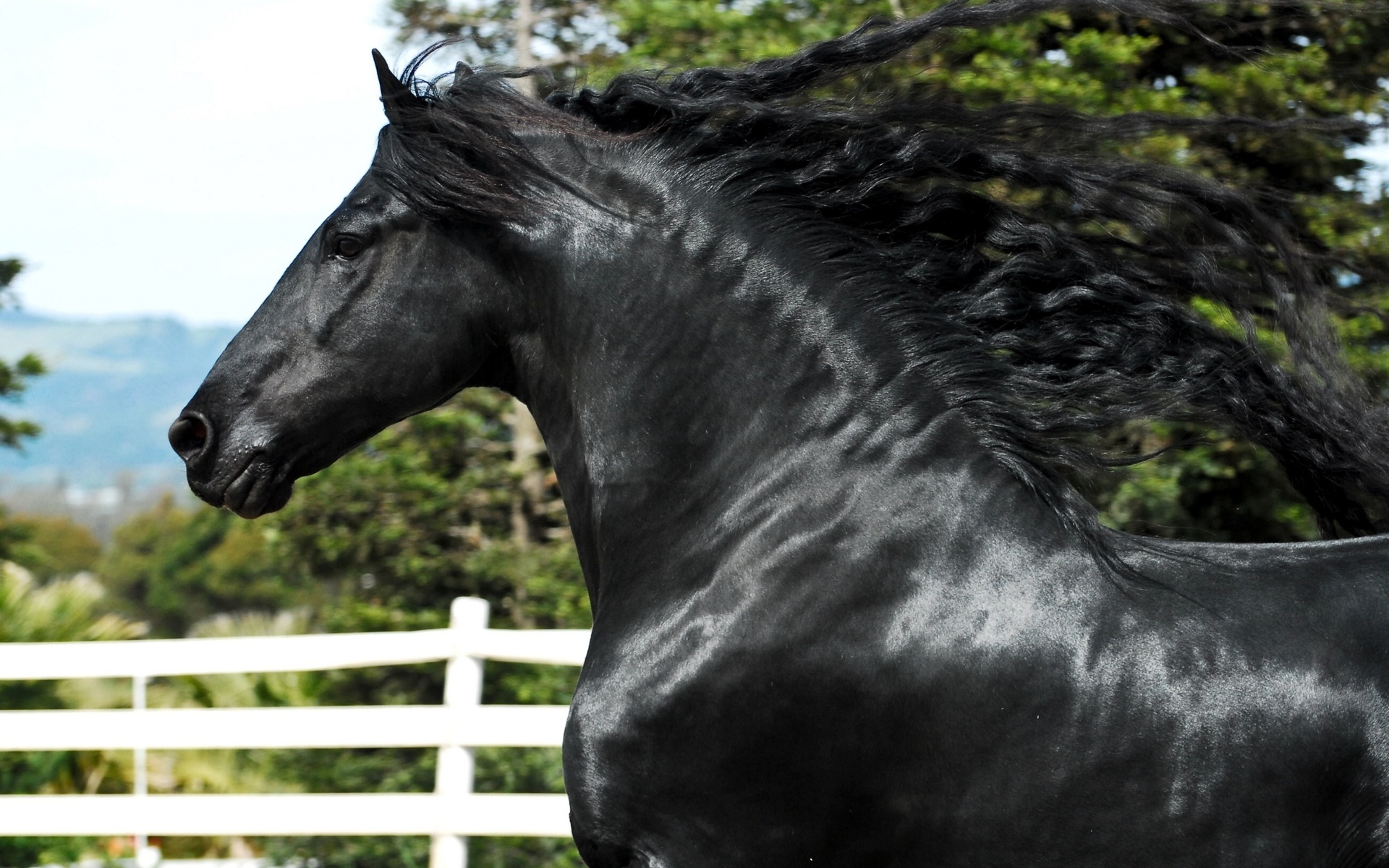 Descarga gratuita de fondo de pantalla para móvil de Animales, Caballo.