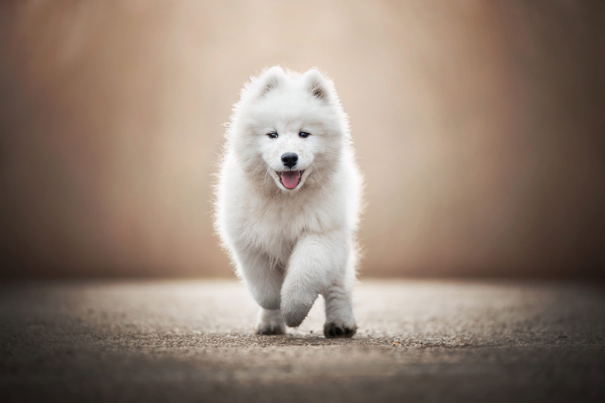 Download mobile wallpaper Dogs, Dog, Animal, Puppy, Samoyed, Baby Animal for free.