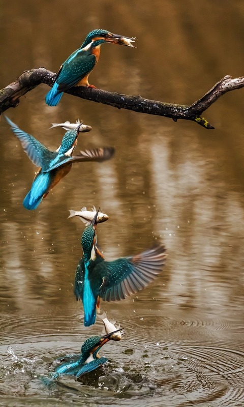 Baixar papel de parede para celular de Animais, Aves, Pássaro, Guarda Rios gratuito.