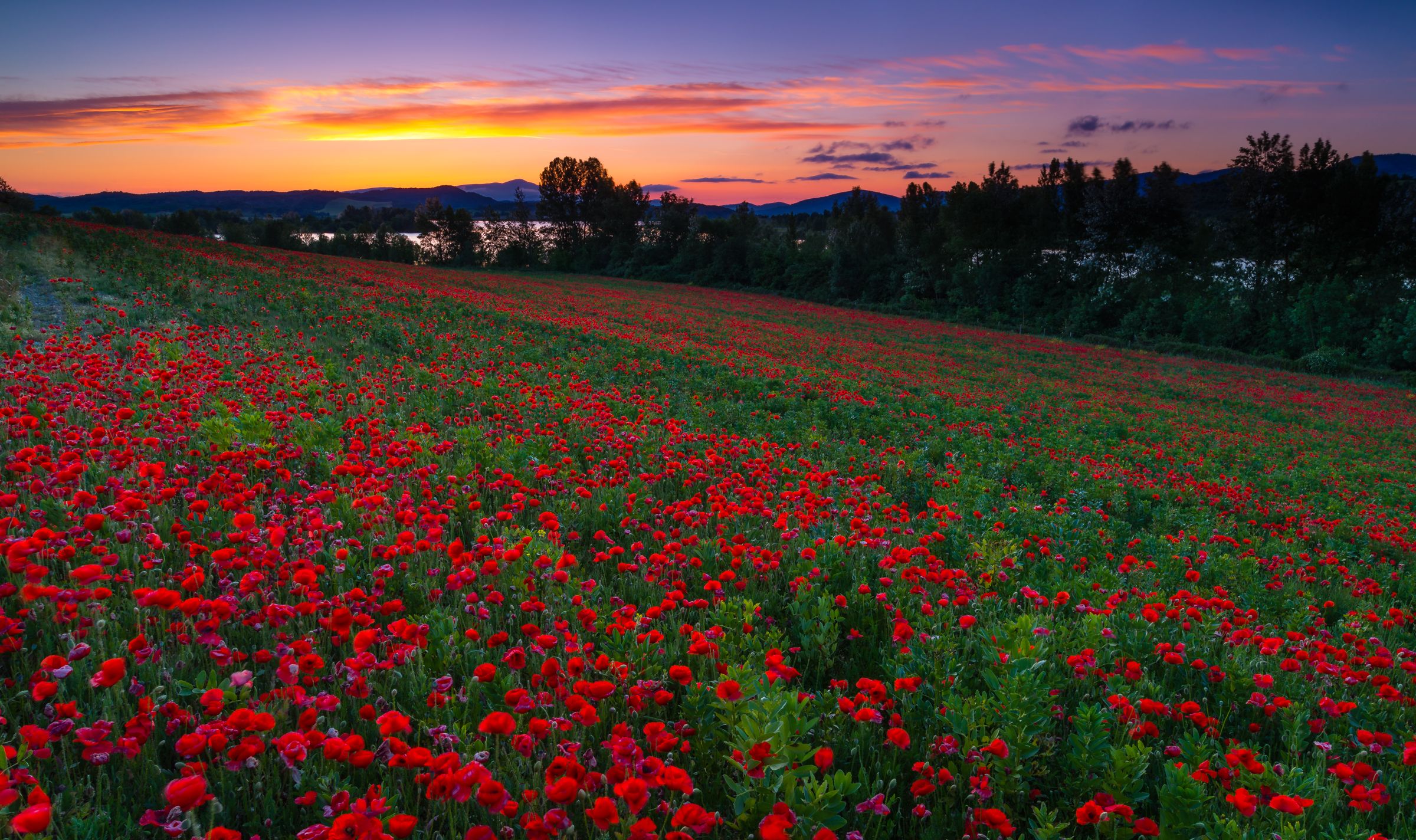 Handy-Wallpaper Mohn, Blumen, Erde/natur kostenlos herunterladen.