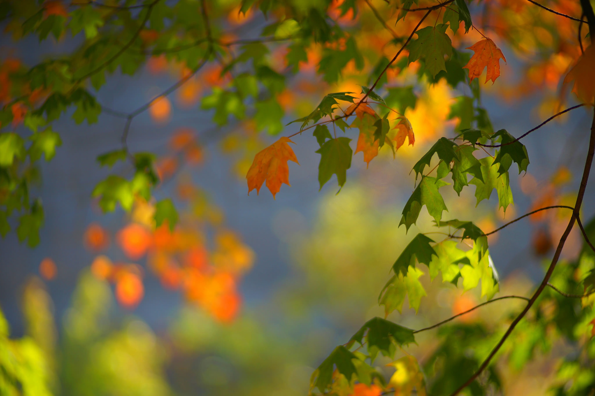 PCデスクトップに自然, 秋, 葉, ブランチ, 地球, ぼかし画像を無料でダウンロード