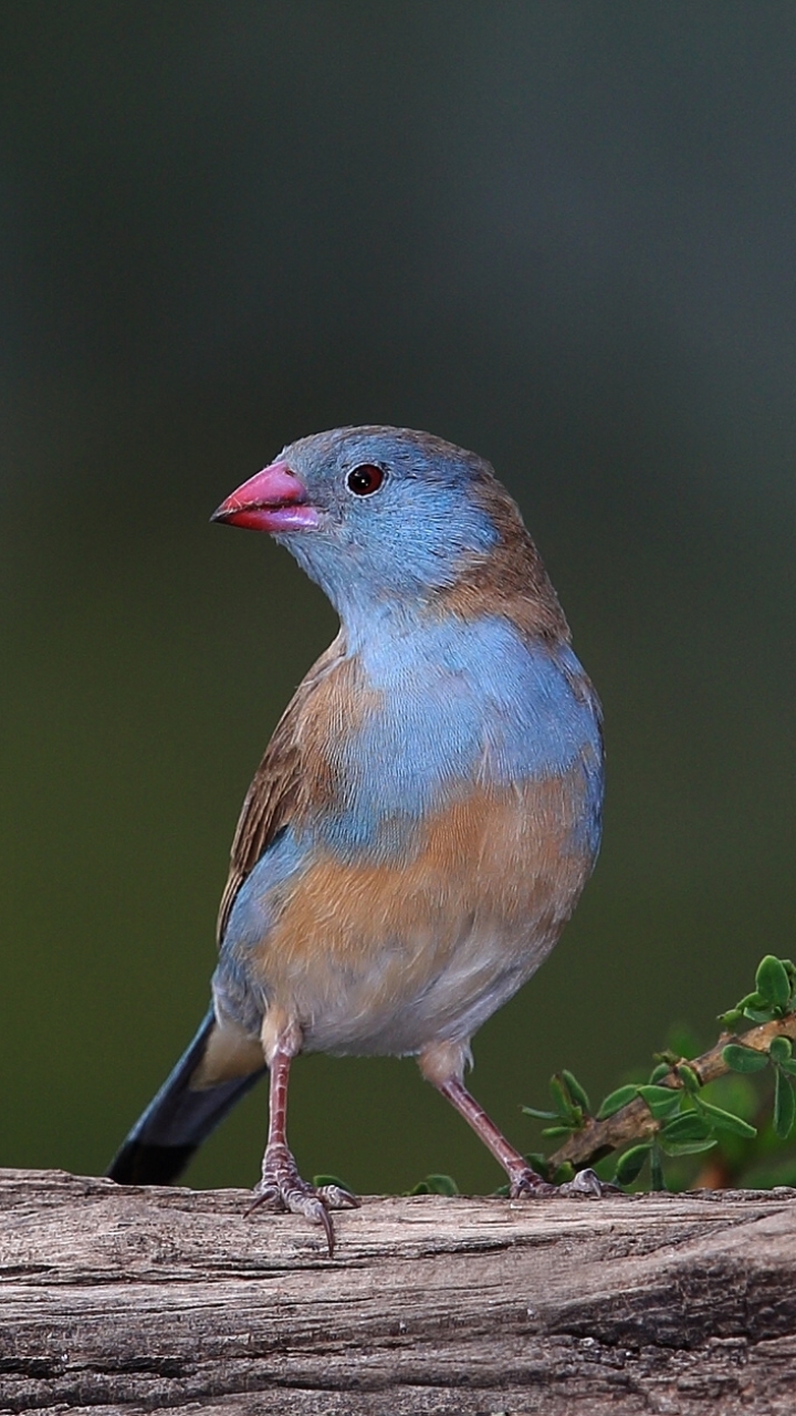 Download mobile wallpaper Birds, Bird, Animal, Finch for free.