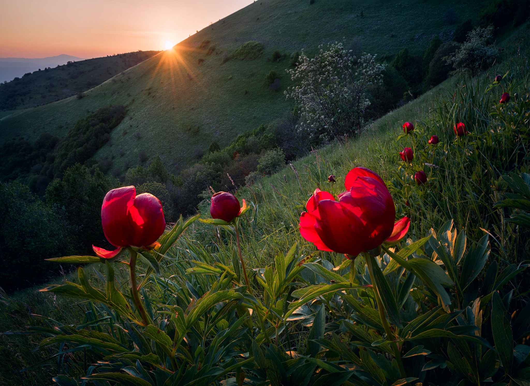 sunrise, earth, peony, flower, nature, red flower, flowers download HD wallpaper