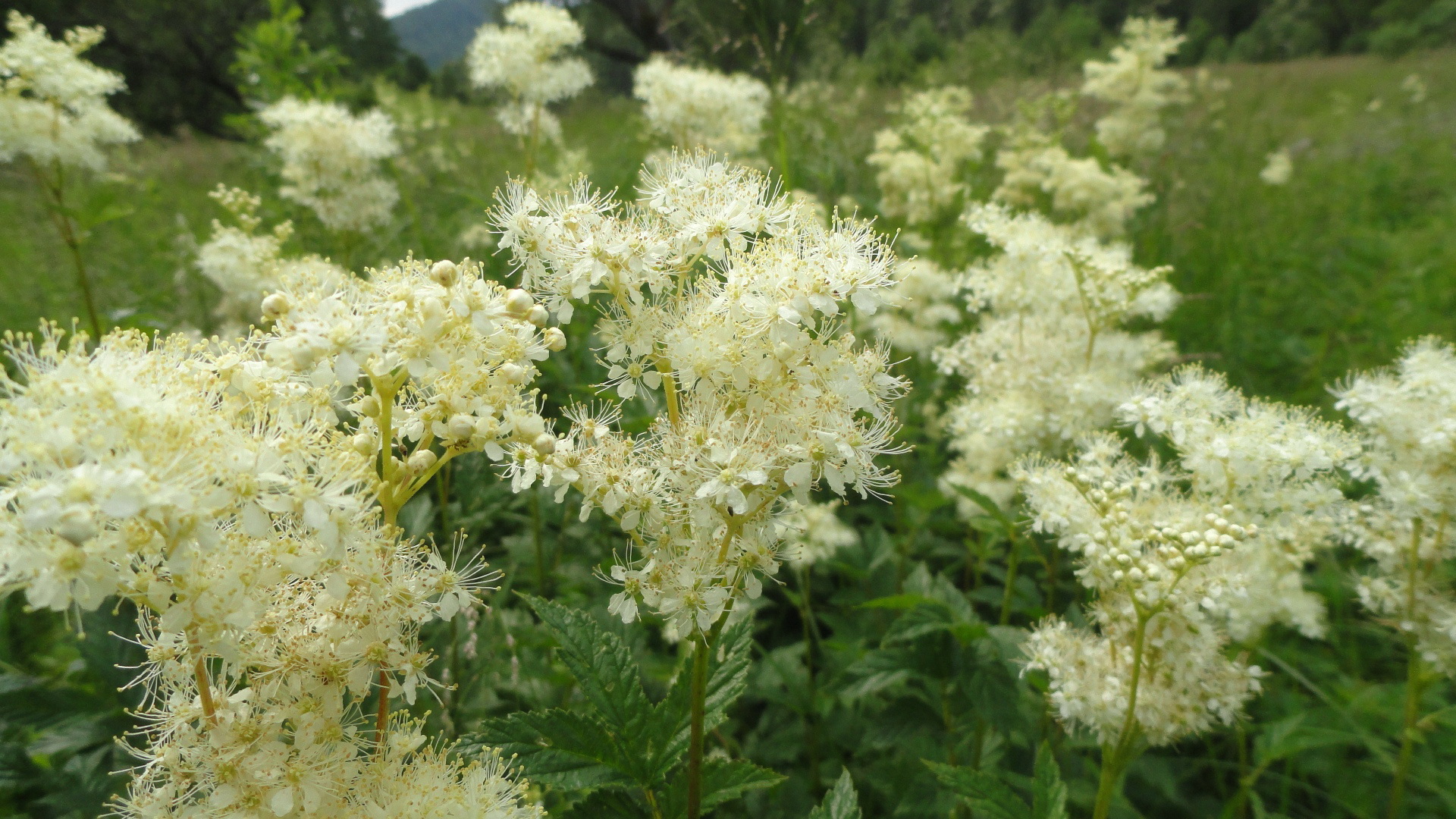 Baixe gratuitamente a imagem Flores, Flor, Terra/natureza na área de trabalho do seu PC