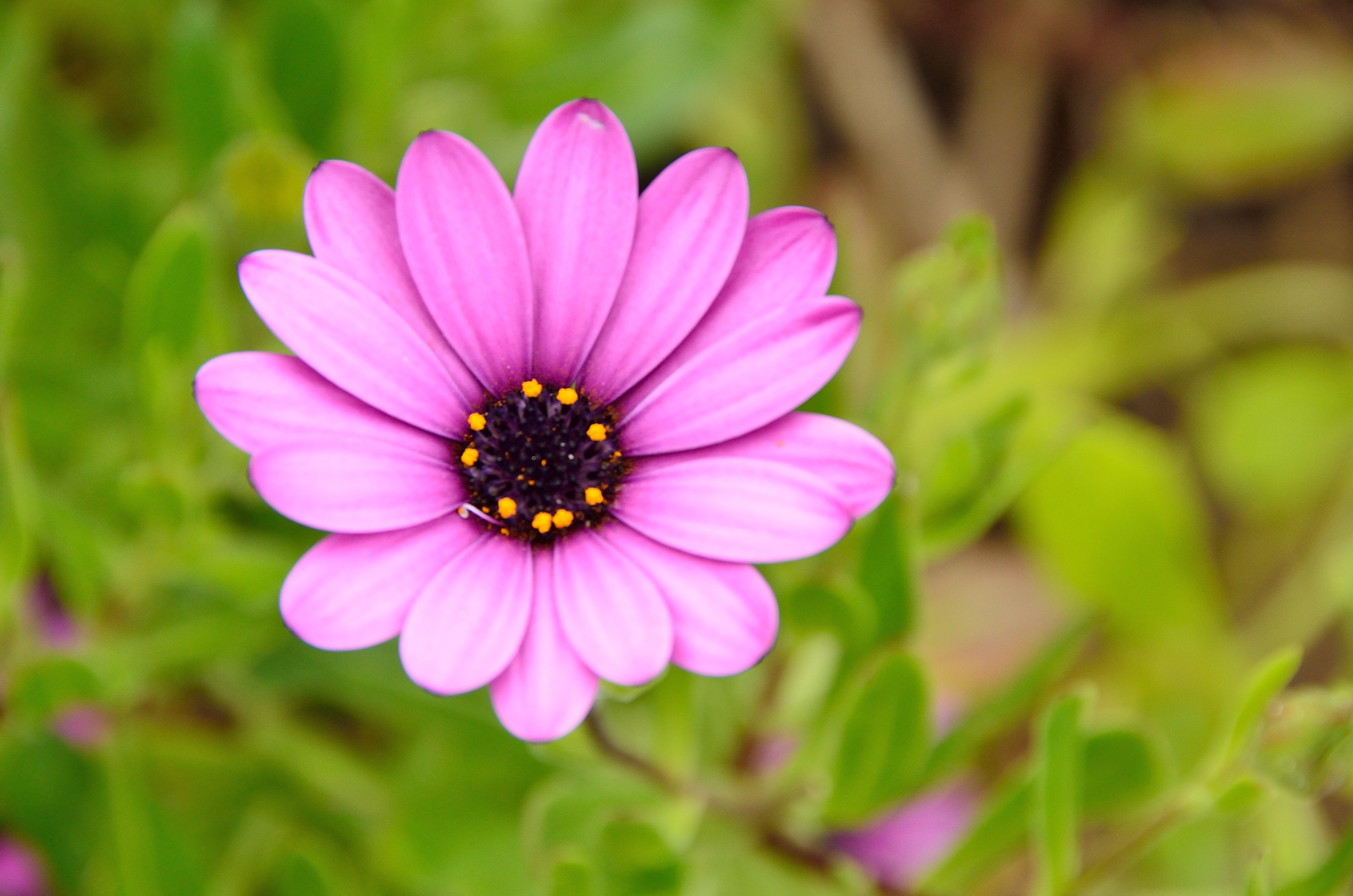 Free download wallpaper Macro, Violet, Flower, Plant, Purple on your PC desktop