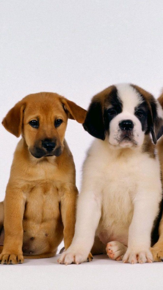 Download mobile wallpaper Dogs, Dog, Animal, Puppy, Cute for free.