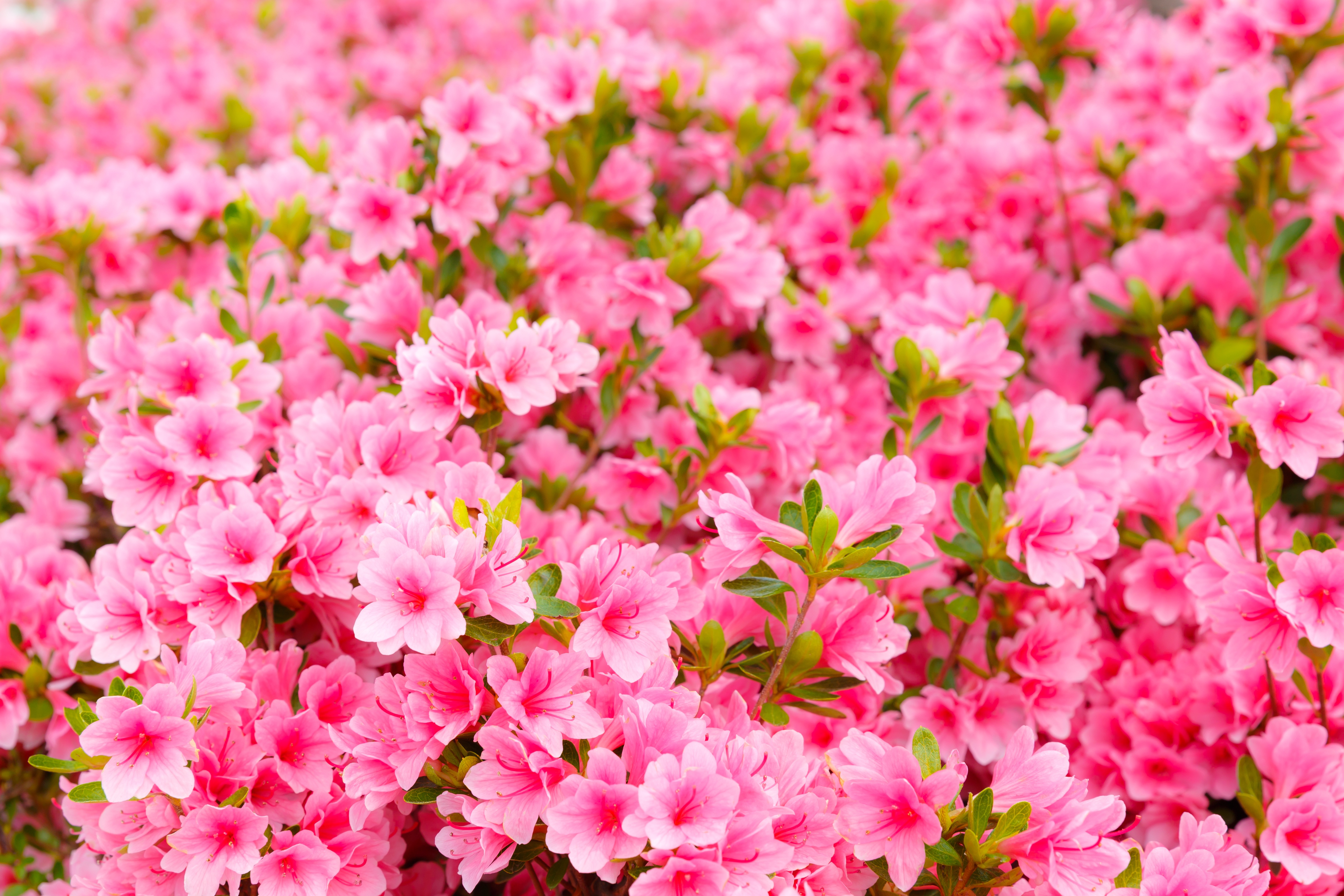 Free download wallpaper Nature, Flowers, Flower, Close Up, Earth, Azalea, Pink Flower on your PC desktop