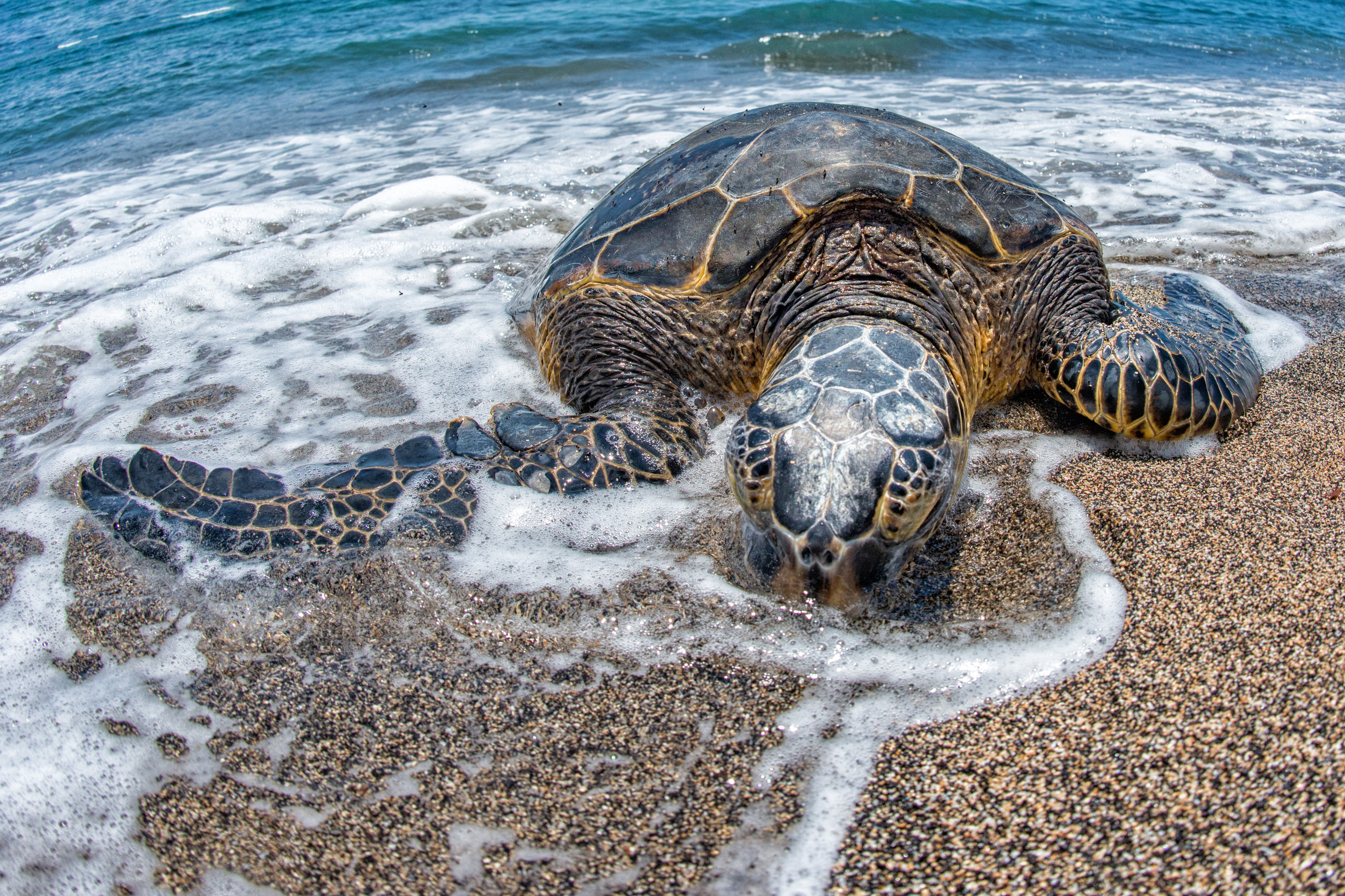 Download mobile wallpaper Turtles, Beach, Animal, Turtle for free.