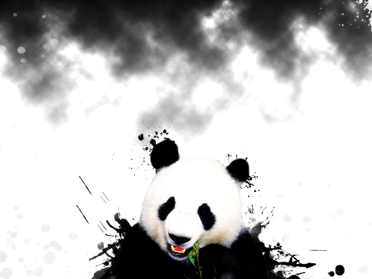 animals, bears, pandas phone background