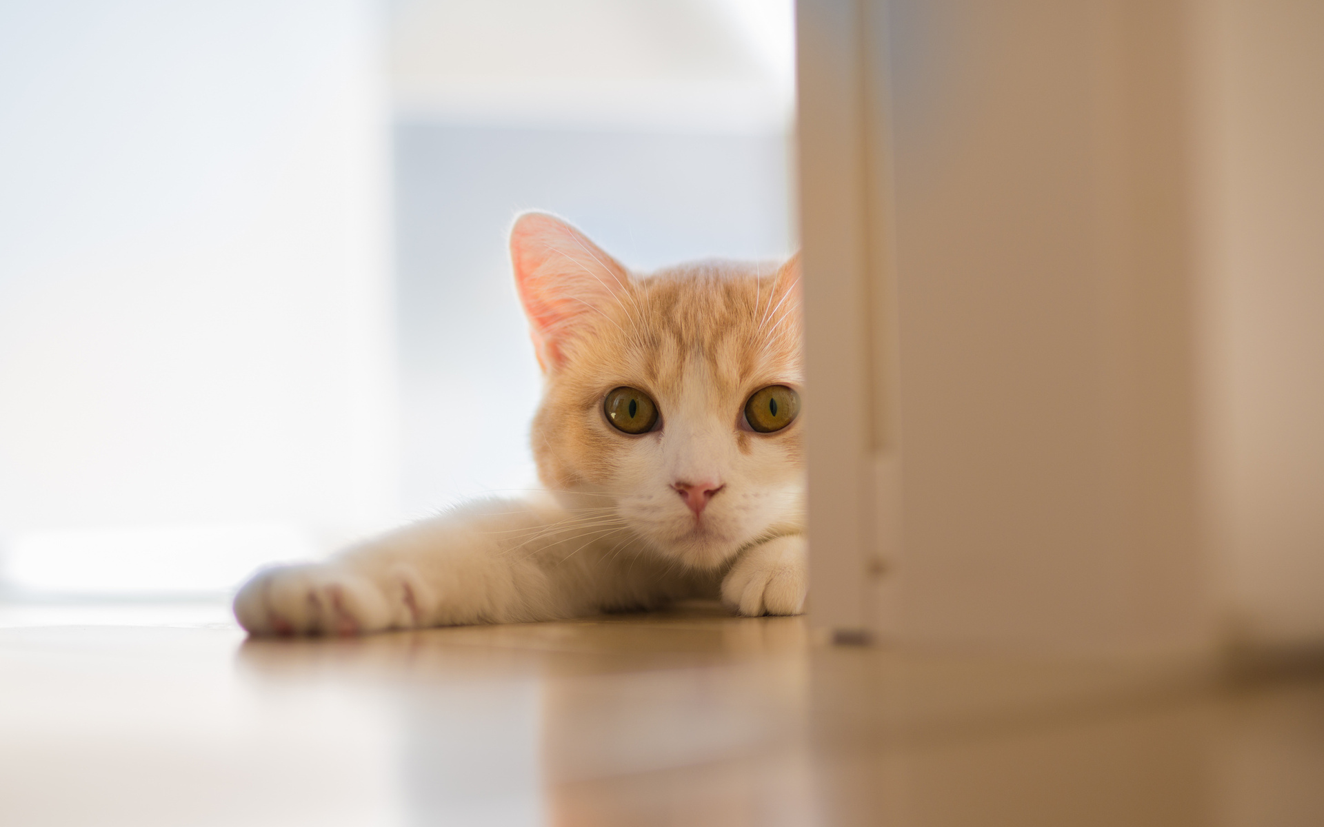 Laden Sie das Tiere, Katzen, Katze-Bild kostenlos auf Ihren PC-Desktop herunter