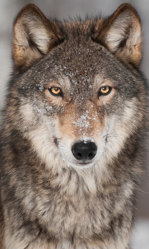 Handy-Wallpaper Tiere, Wolf, Starren, Wolves kostenlos herunterladen.