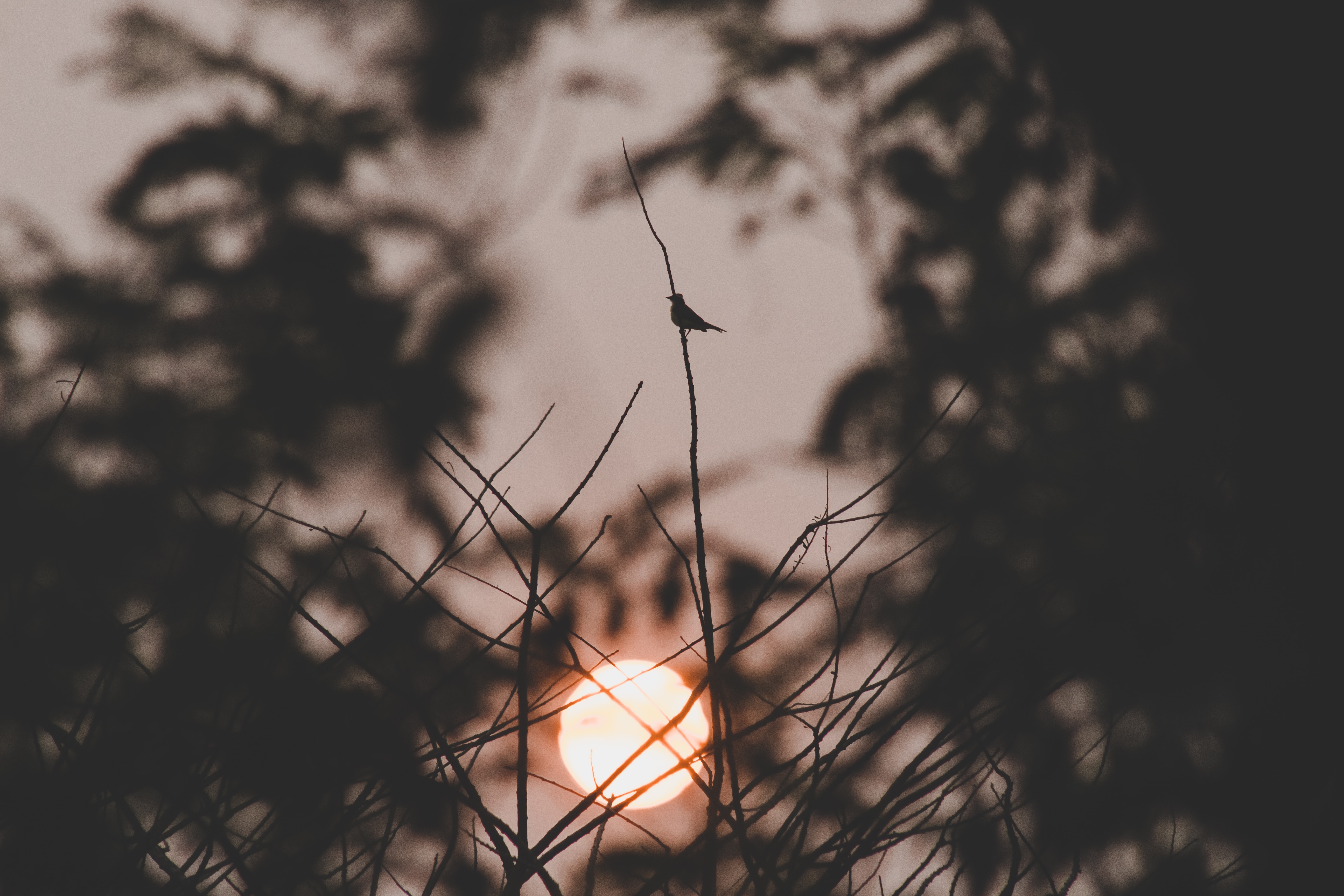 Download mobile wallpaper Branches, Sunset, Nature, Bird, Sun, Dark for free.