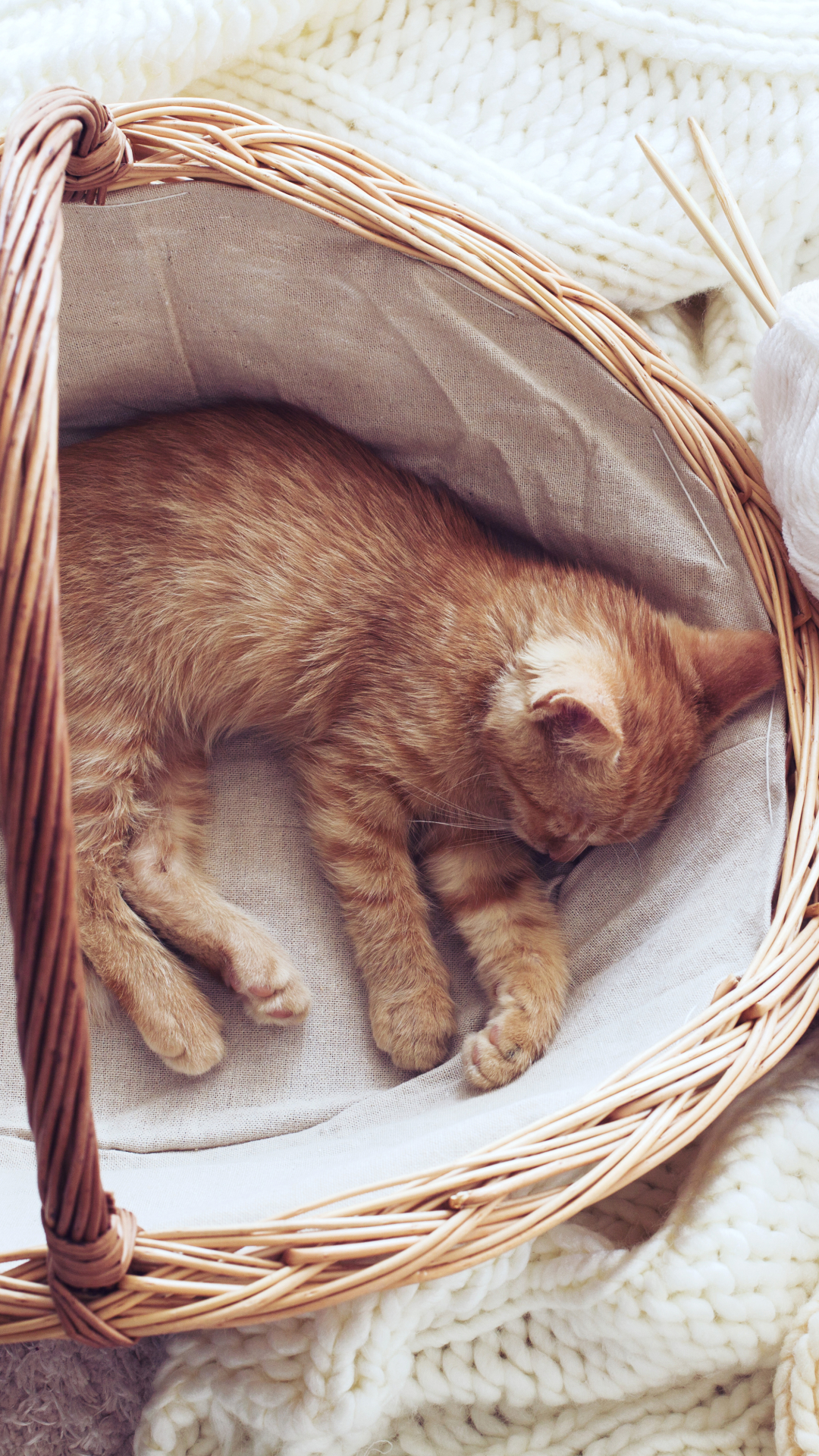 Download mobile wallpaper Cats, Cat, Kitten, Animal, Sleeping, Cute, Baby Animal for free.