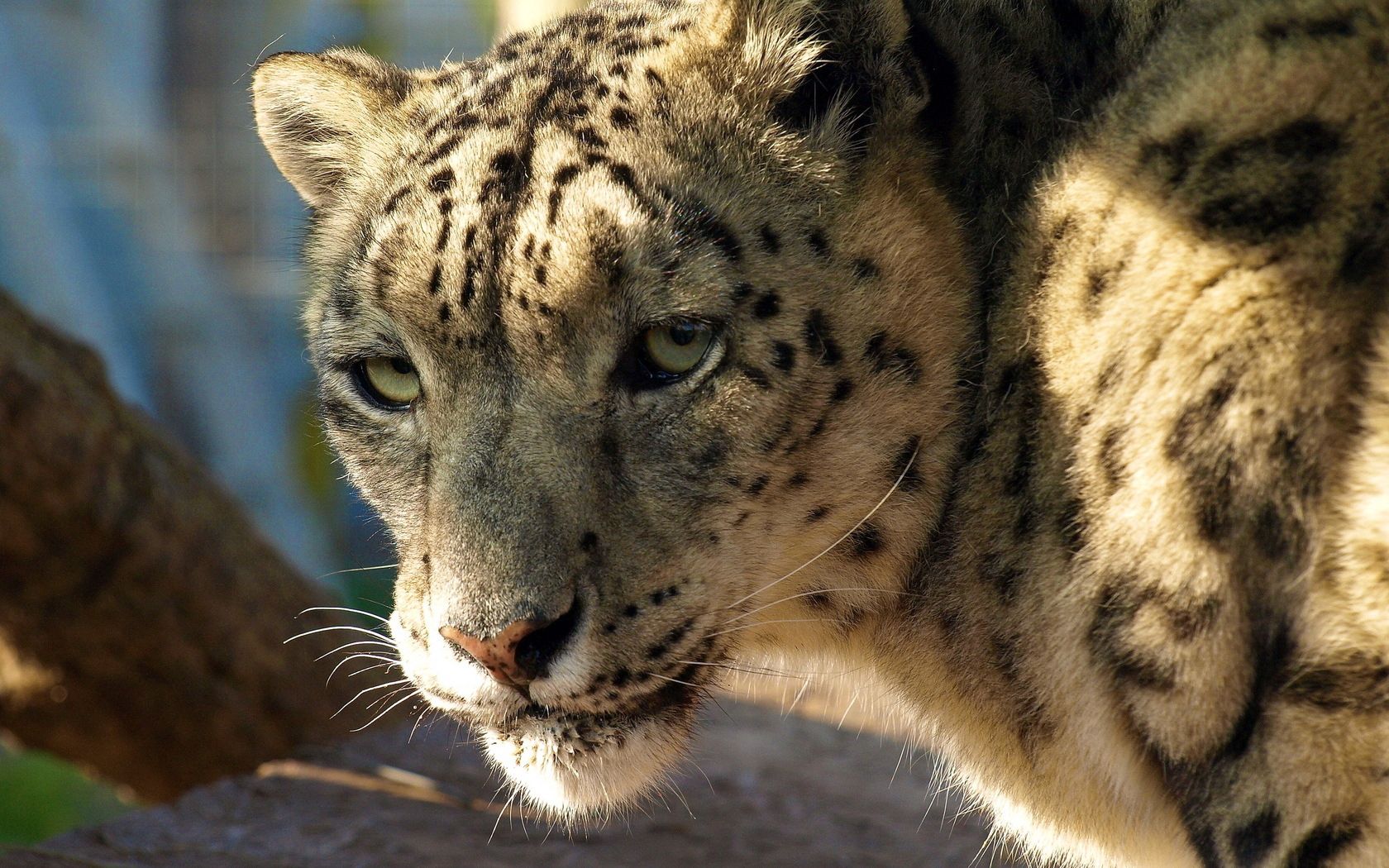 Download mobile wallpaper Muzzle, Animals, Predator, Big Cat, Snow Leopard for free.