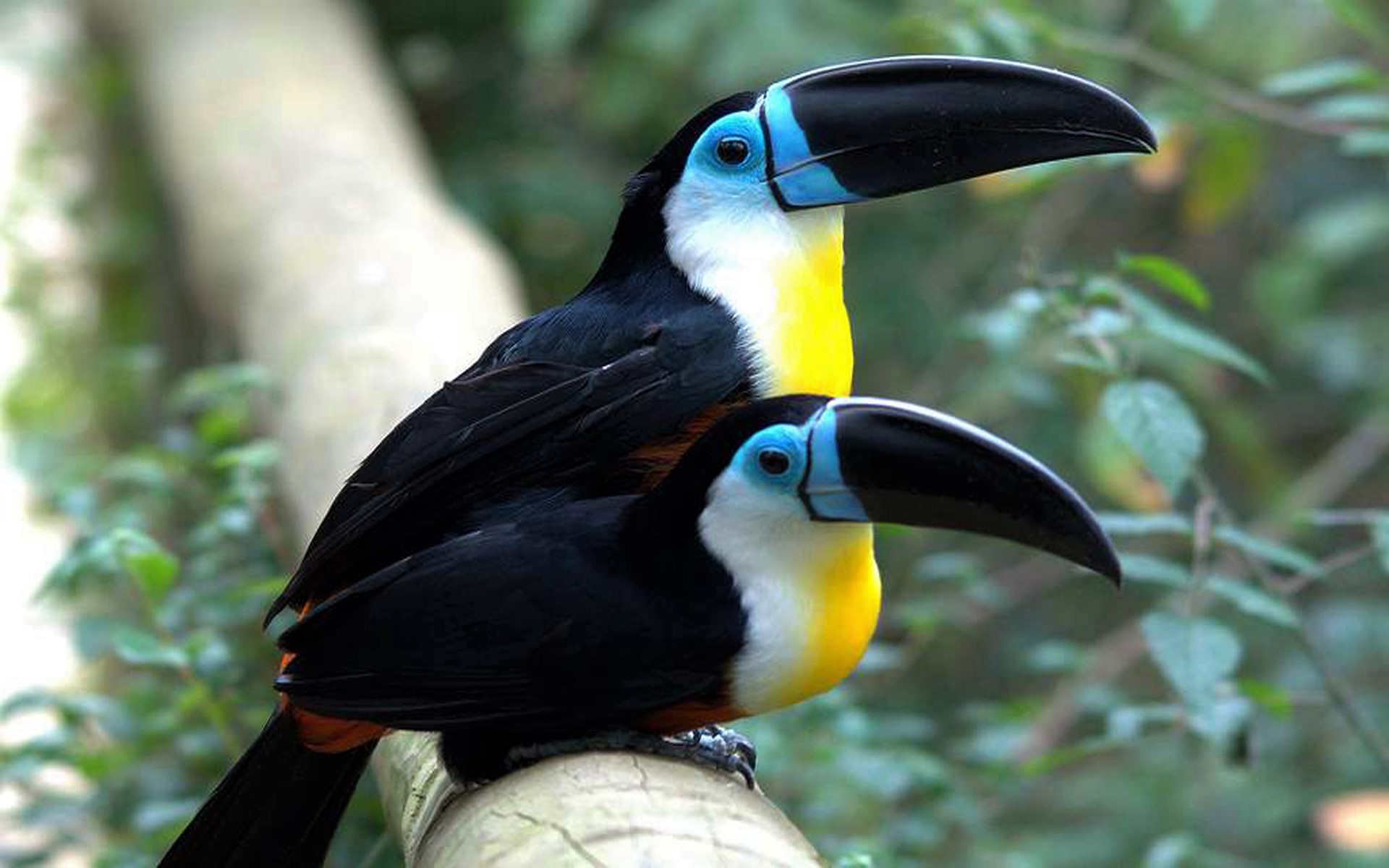Download mobile wallpaper Bird, Animal, Toucan for free.