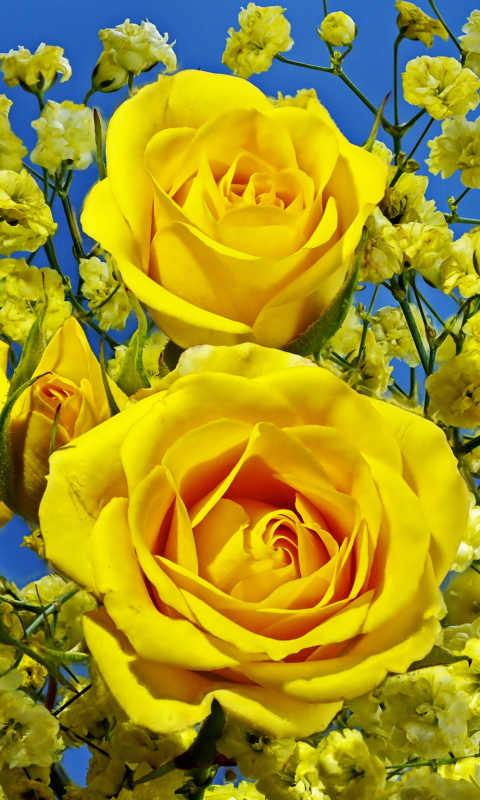 Download mobile wallpaper Flowers, Flower, Rose, Earth, Yellow Flower for free.