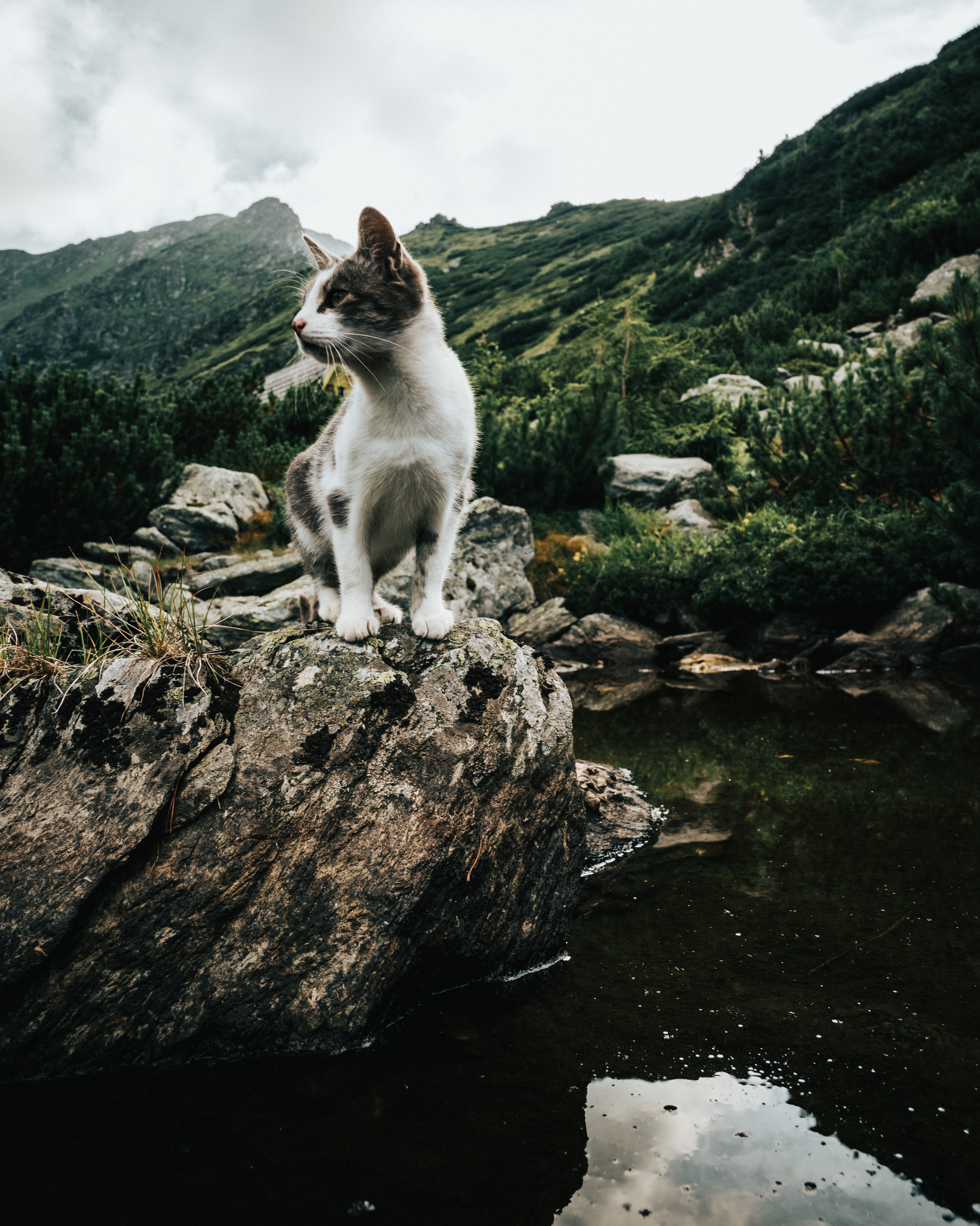 kitty, animals, sky, mountains, rocks, kitten, pet Desktop Wallpaper