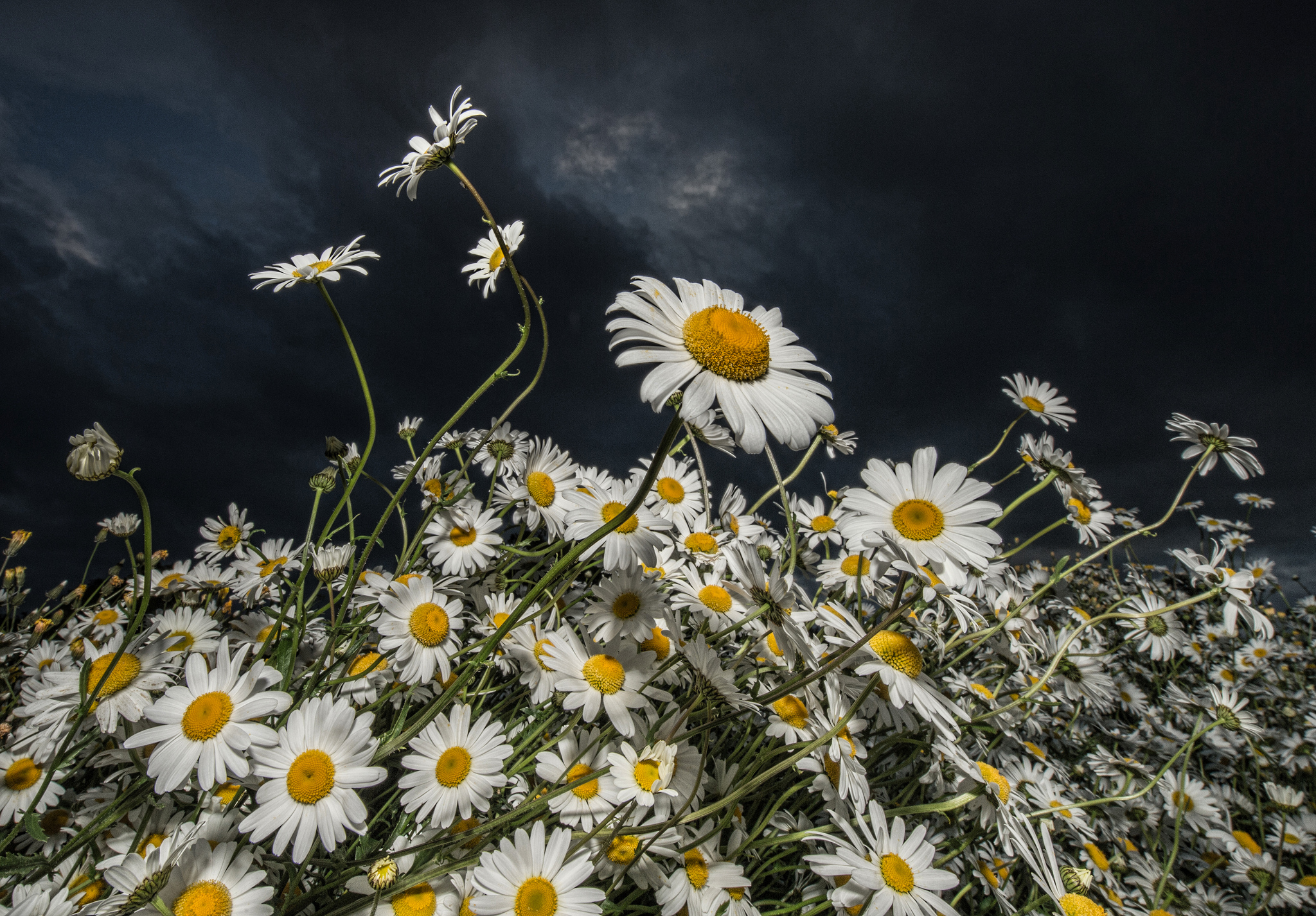 Téléchargez des papiers peints mobile Fleurs, Fleur, Sombre, Nuage, Marguerite, Ciel, Fleur Blanche, Terre/nature gratuitement.