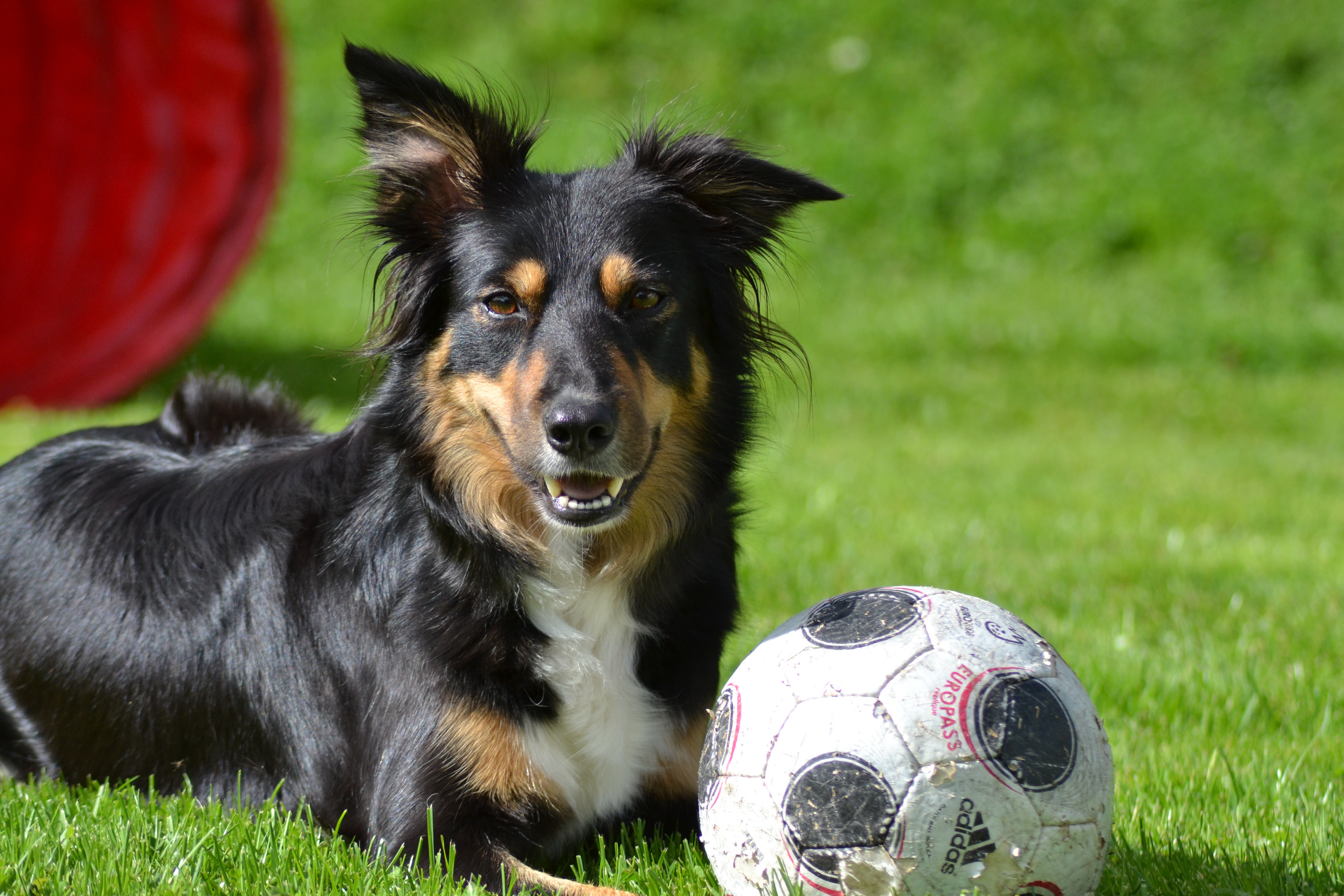 Download mobile wallpaper Dogs, Dog, Ball, Animal, Border Collie, Lying Down for free.