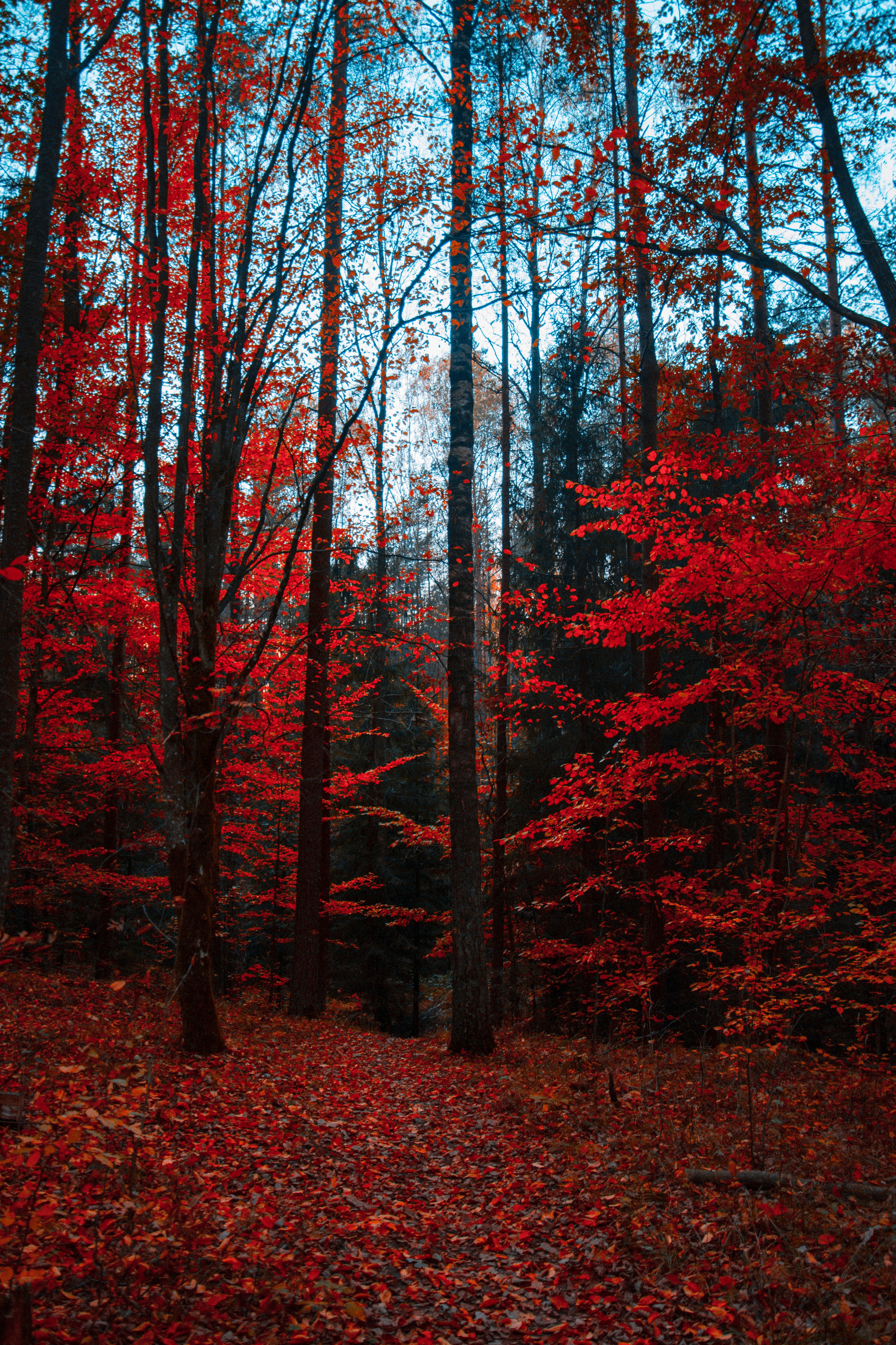 65625 скачать обои краски осени, осень, листва, деревья, природа, лес - заставки и картинки бесплатно