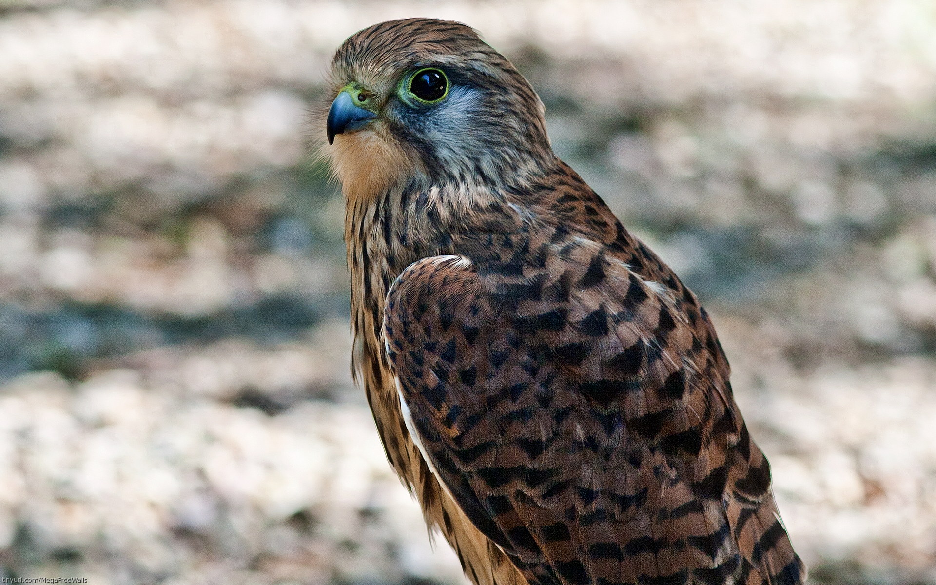 Download mobile wallpaper Hawk, Bird, Birds, Animal for free.