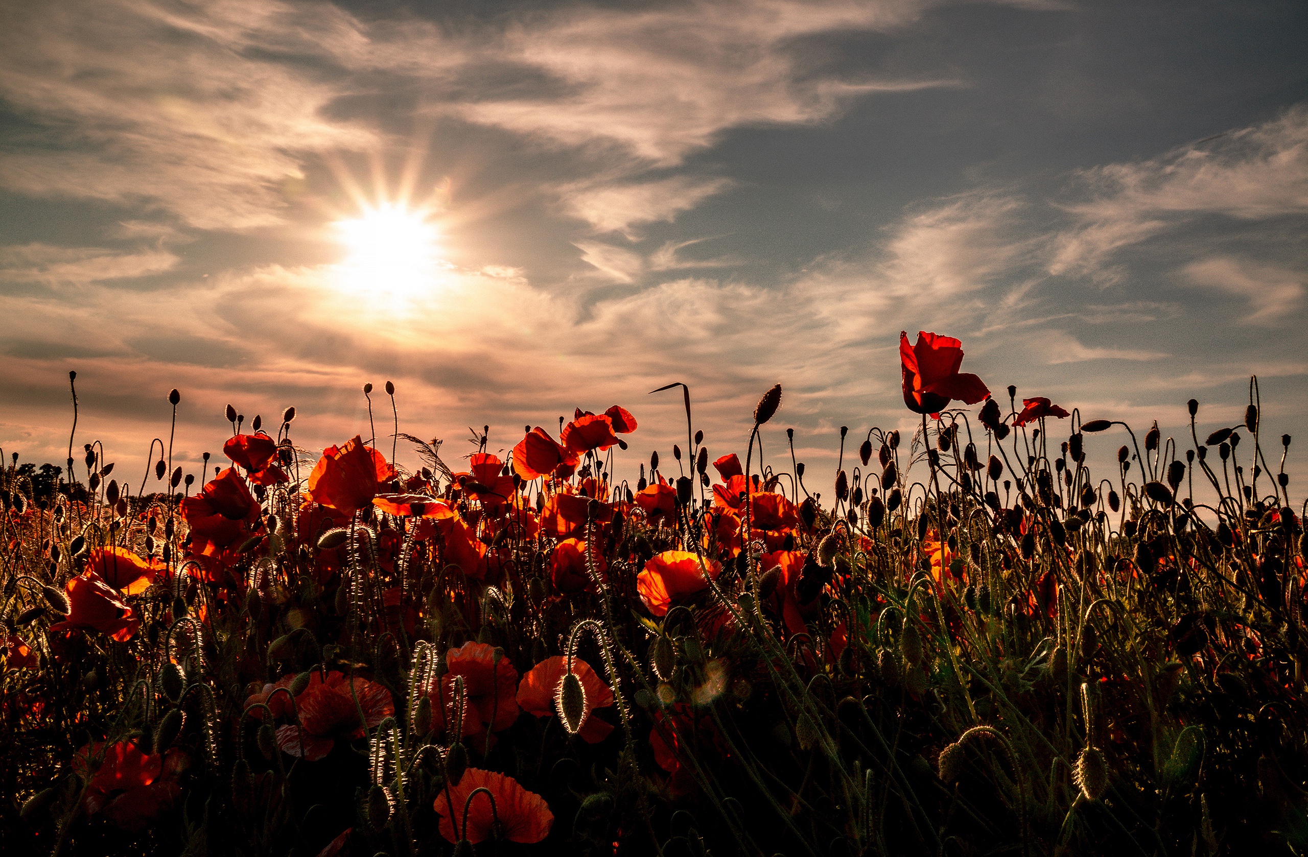 Free download wallpaper Nature, Flowers, Summer, Sunrise, Earth, Poppy, Red Flower on your PC desktop
