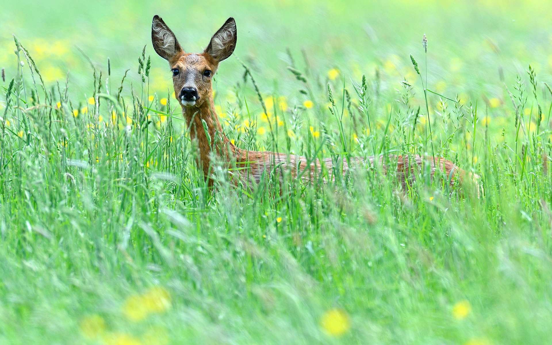Download mobile wallpaper Grass, Animal, Deer for free.