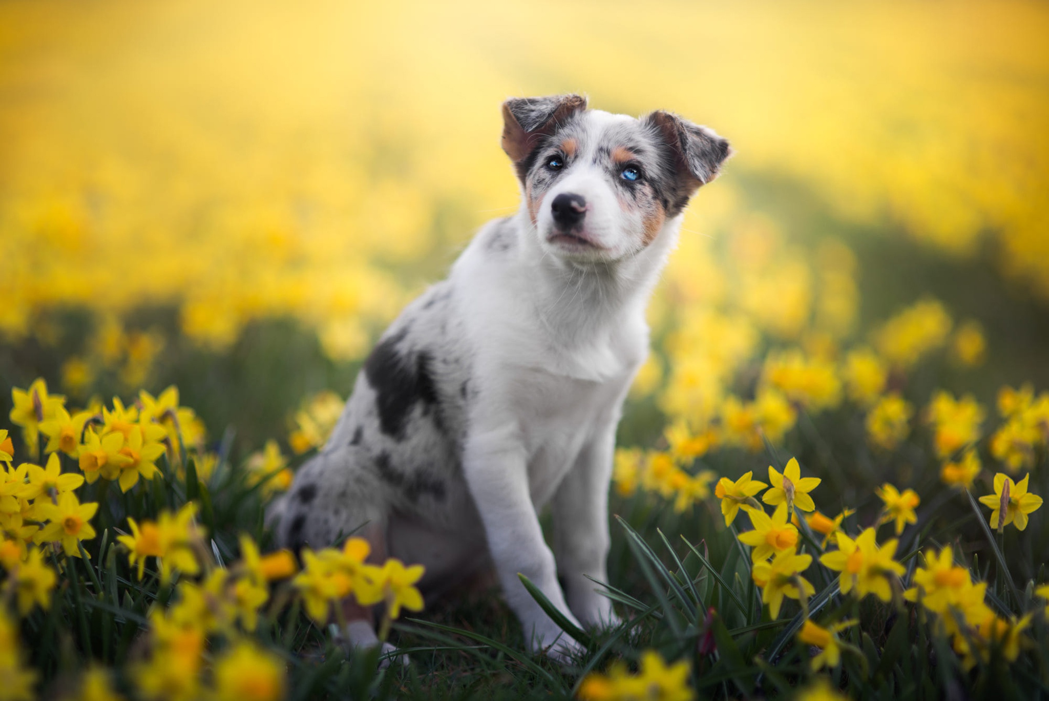 Download mobile wallpaper Dogs, Dog, Animal, Puppy, Australian Shepherd, Yellow Flower, Baby Animal, Daffodil for free.