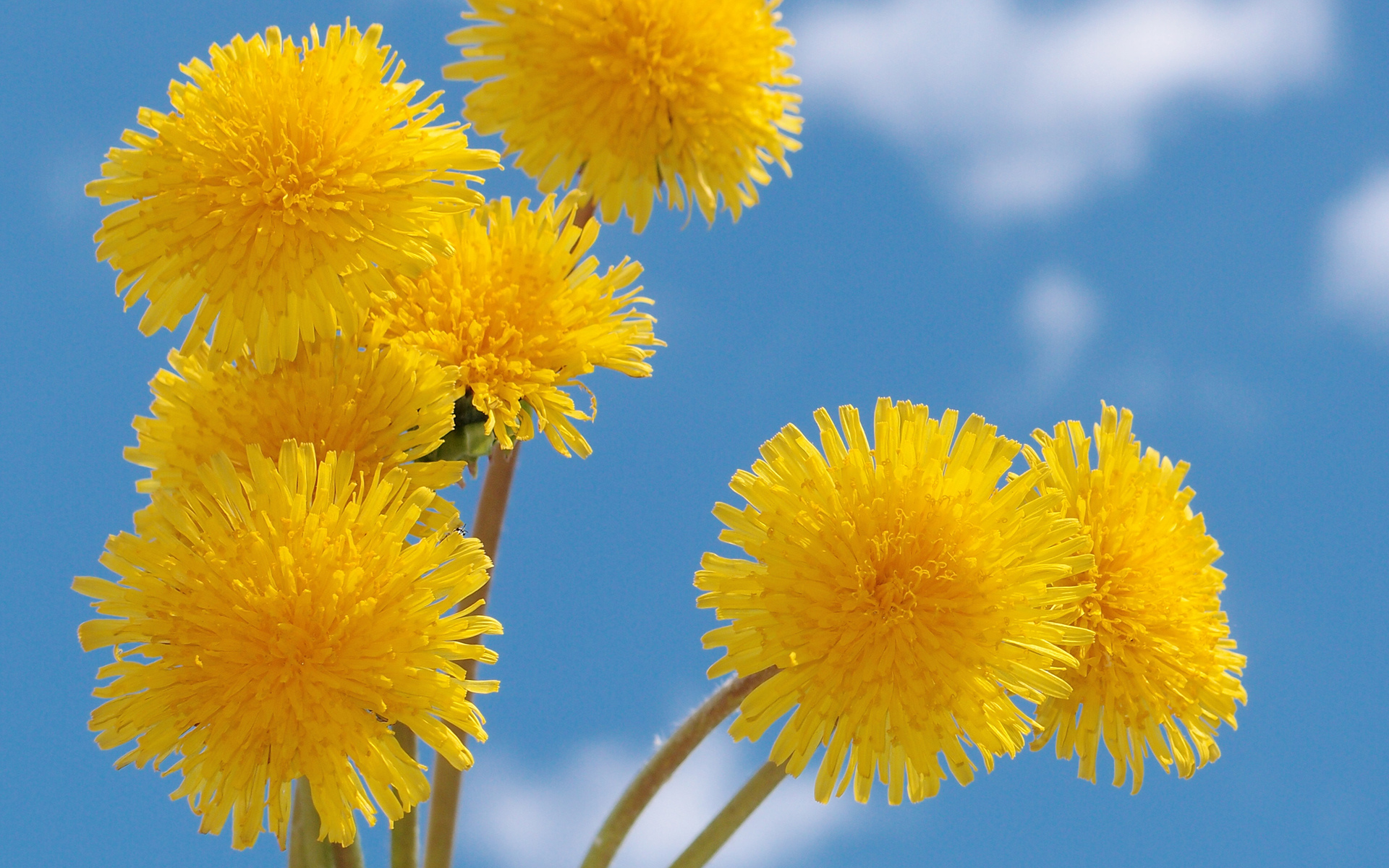 Descarga gratuita de fondo de pantalla para móvil de Flor, Tierra/naturaleza.