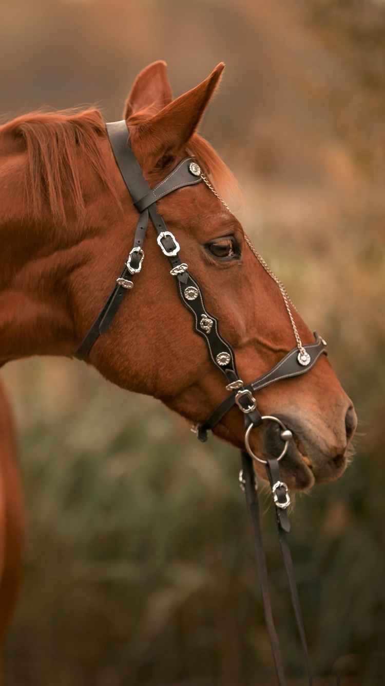 Descarga gratuita de fondo de pantalla para móvil de Animales, Caballo.