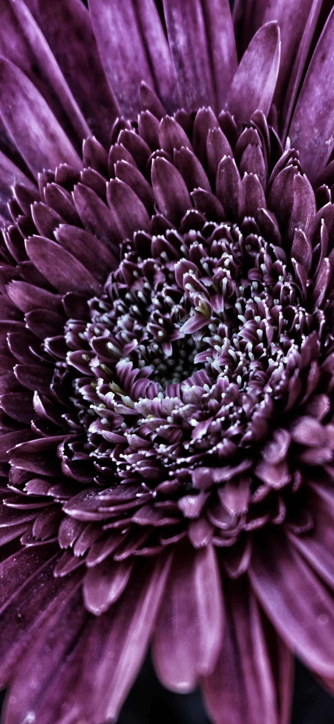 Download mobile wallpaper Nature, Flowers, Flower, Close Up, Earth, Gerbera, Purple Flower for free.