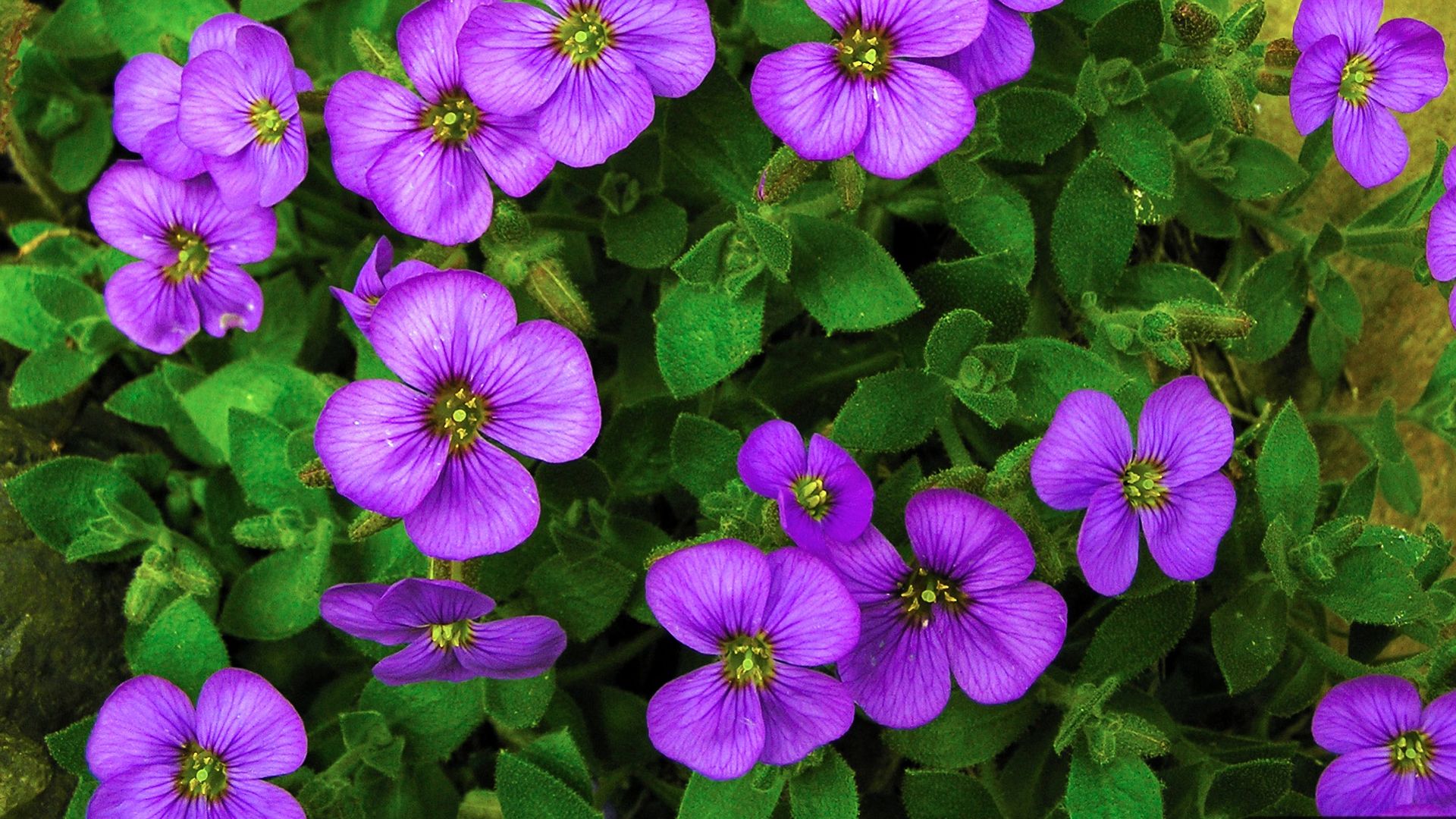 Free download wallpaper Flowers, Flower, Earth, Purple Flower, Arabis on your PC desktop
